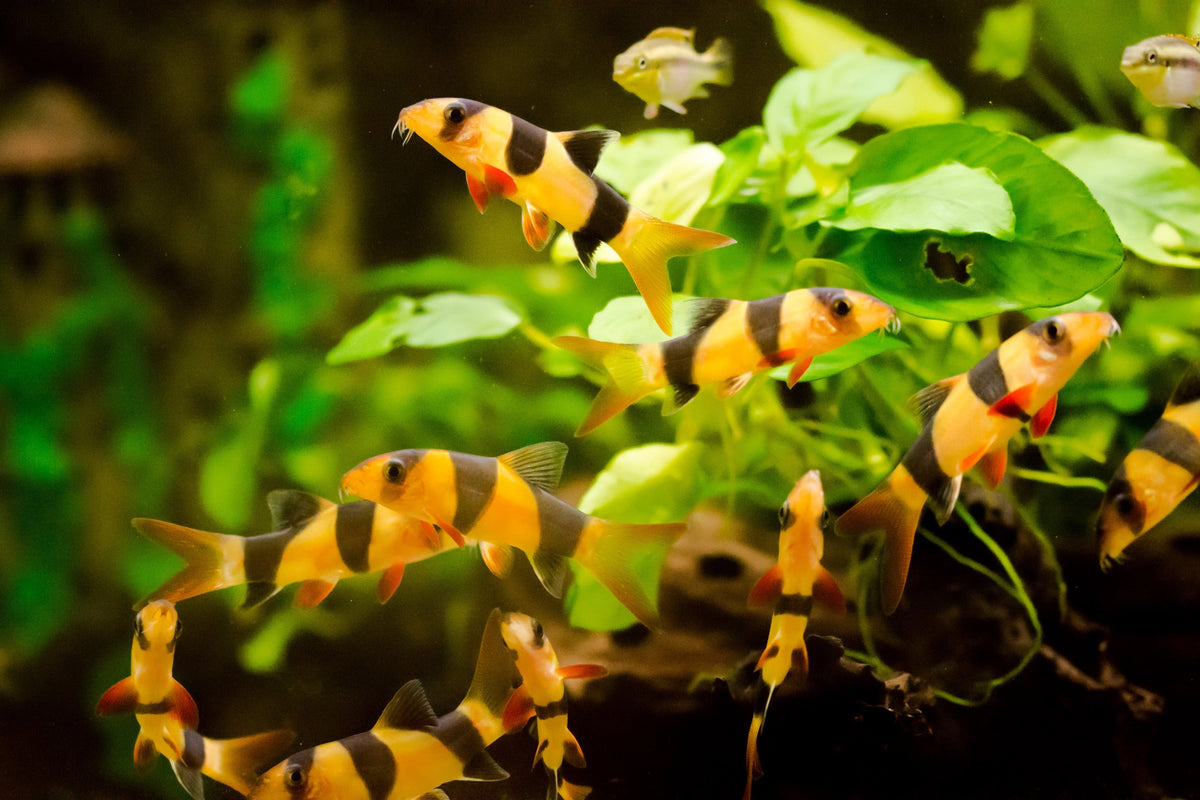 Clown Fish, Top 10 Great Species to Keep with Loach Fish, Loach fish tank mates, tank mates for Loach fish