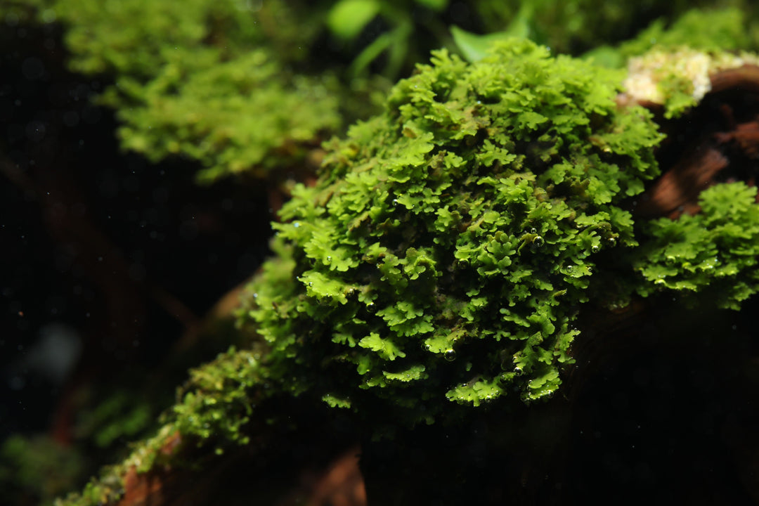 Easy Care Guide for Aquarium Moss, Freshwater Moss for Fish Tank, Coral Moss