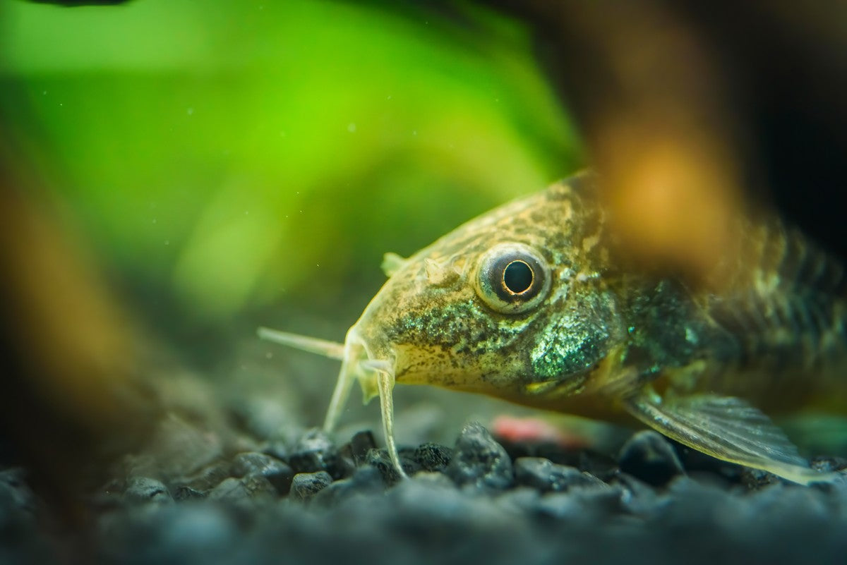bottom feeders, bottom dwelling fish, bottom fish, bottom feeder, bottom feeding fish, bottom dweller fish, bottom dwellers, freshwater bottom feeders, top 5 bottom feeders for aquarium tank