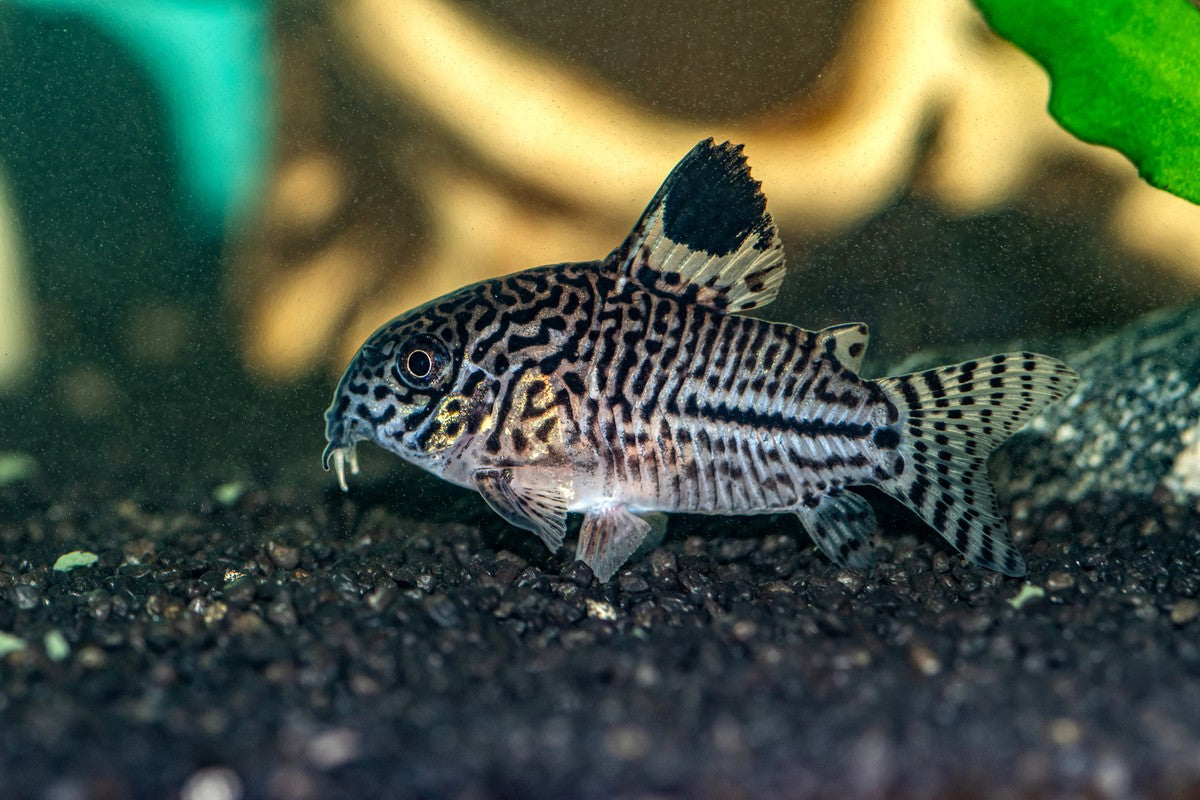 Cory Differt Top 8 Types of Corydoras Catfish for Every Fish Tank – Splashy Fish