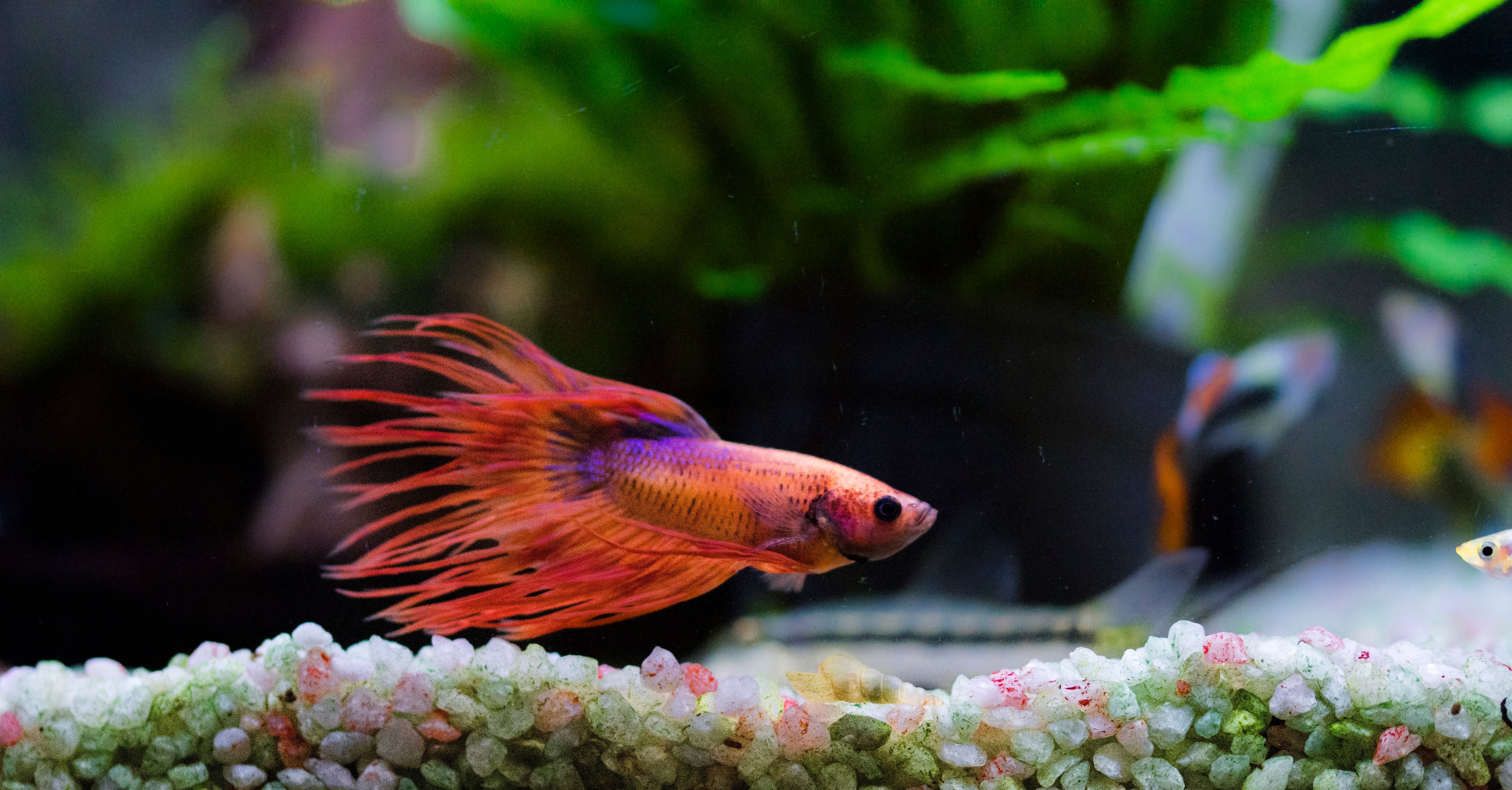 freshwater fish, easiest fish to take care of, easy fish to take care of, solo fish, fish pet, low maintenance fish, best pet fish, beginner aquarium fish, best freshwater aquarium fish, best fish for beginners, easiest fish to keep alive, beginner fish