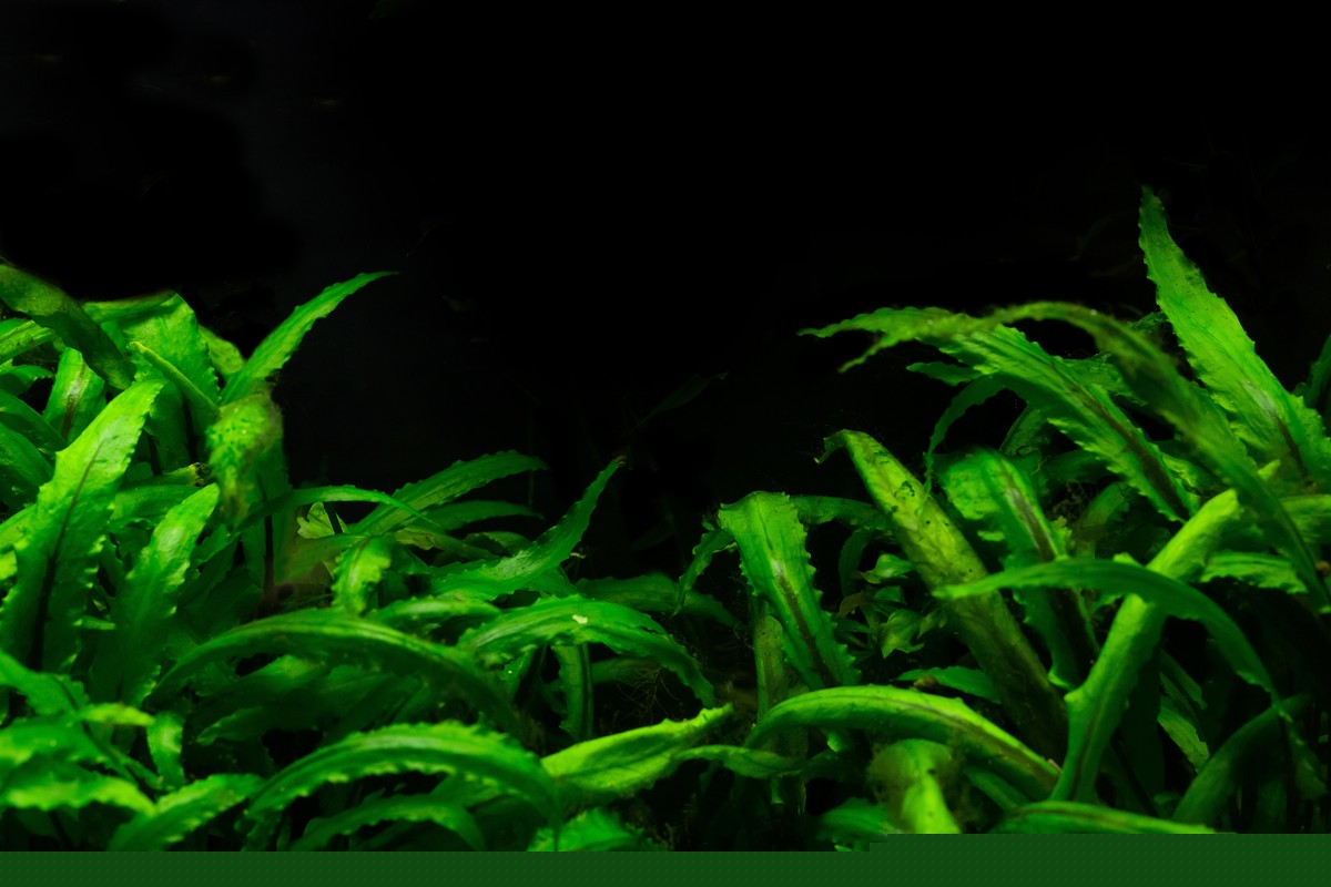 cryptocoryne, crypt aquarium plant, cryptocoryne aquarium plant, aquarium plants melting, why are my aquarium plants melting, crypts aquarium plant, cryptocoryne plant, aquarium plant melting, melting aquarium plants, melting plant, plant melting