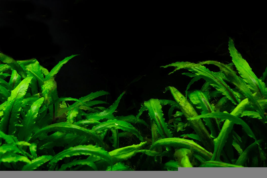 cryptocoryne, crypt aquarium plant, cryptocoryne aquarium plant, aquarium plants melting, why are my aquarium plants melting, crypts aquarium plant, cryptocoryne plant, aquarium plant melting, melting aquarium plants, melting plant, plant melting