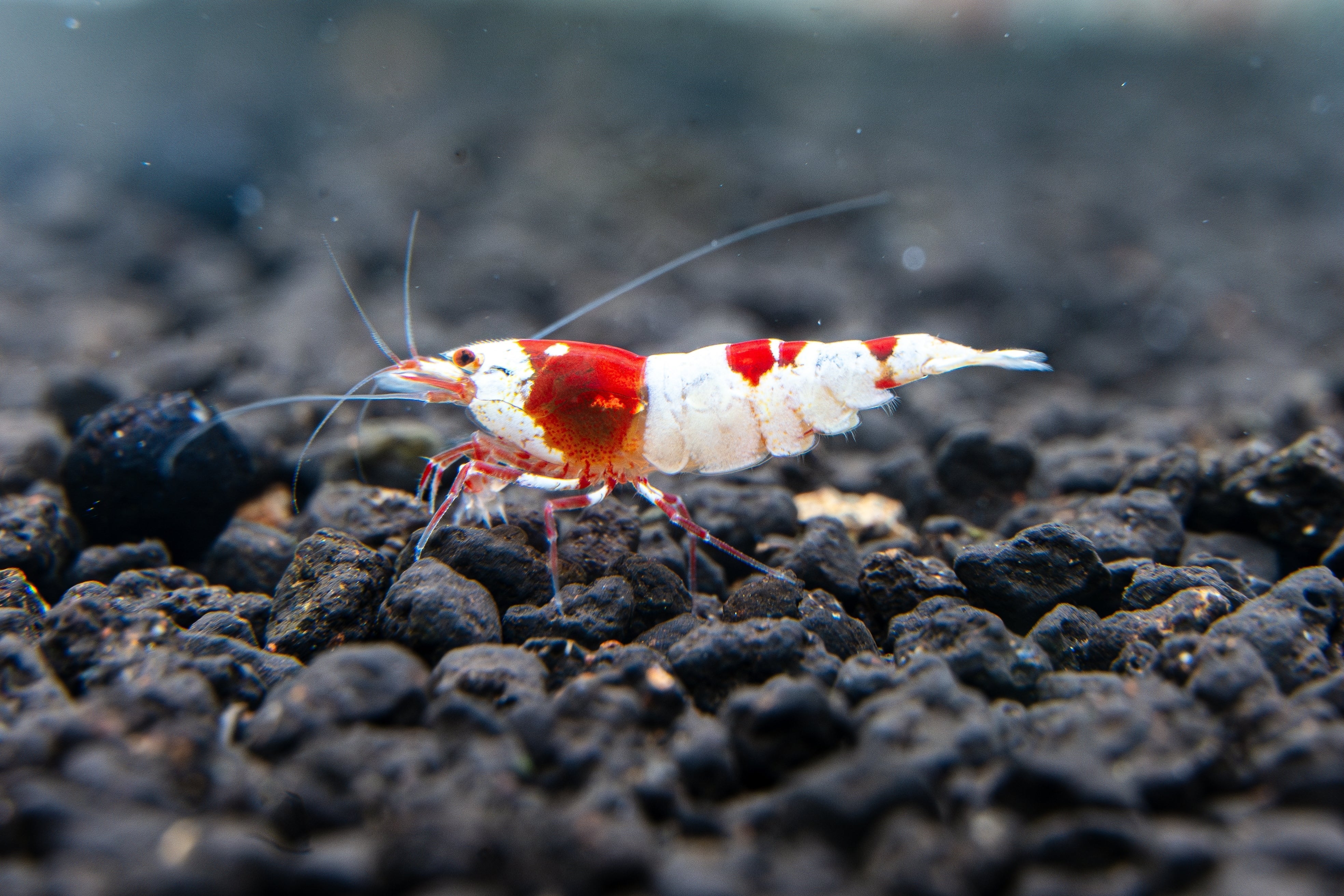 how to acclimate shrimp, how to drip acclimate shrimp, how long to drip acclimate shrimp, how to acclimate shrimp without drip, drip acclimate shrimp, shrimp in a bag, drip acclimation