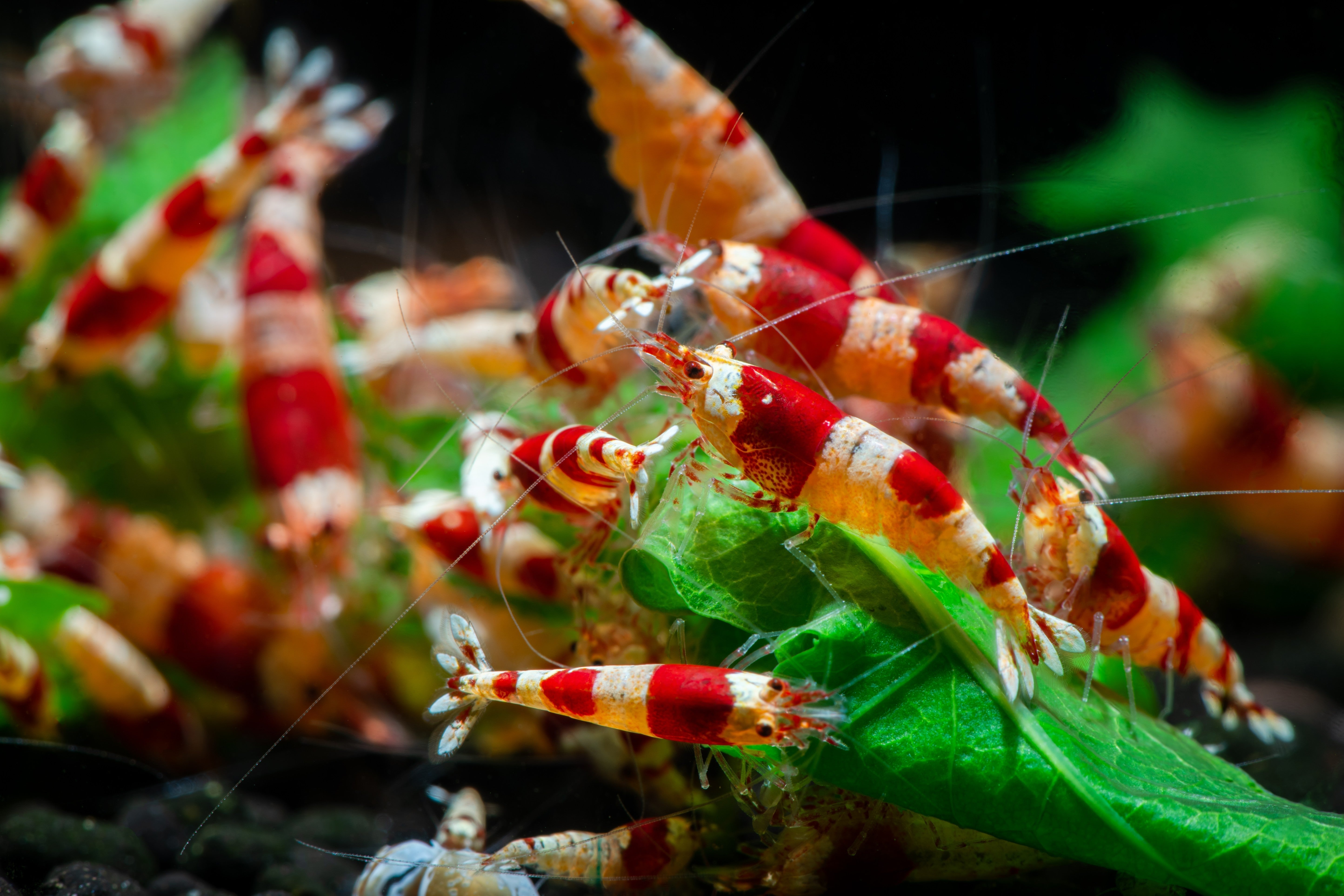 crystal red shrimp, red crystal shrimp, crystal red, crystal cherry shrimp, crs shrimp, crystal bee shrimp, shrimp grading, shrimp grades, crystal red shrimp grading, shrimp classification, crystal red shrimp grades, crystal grading