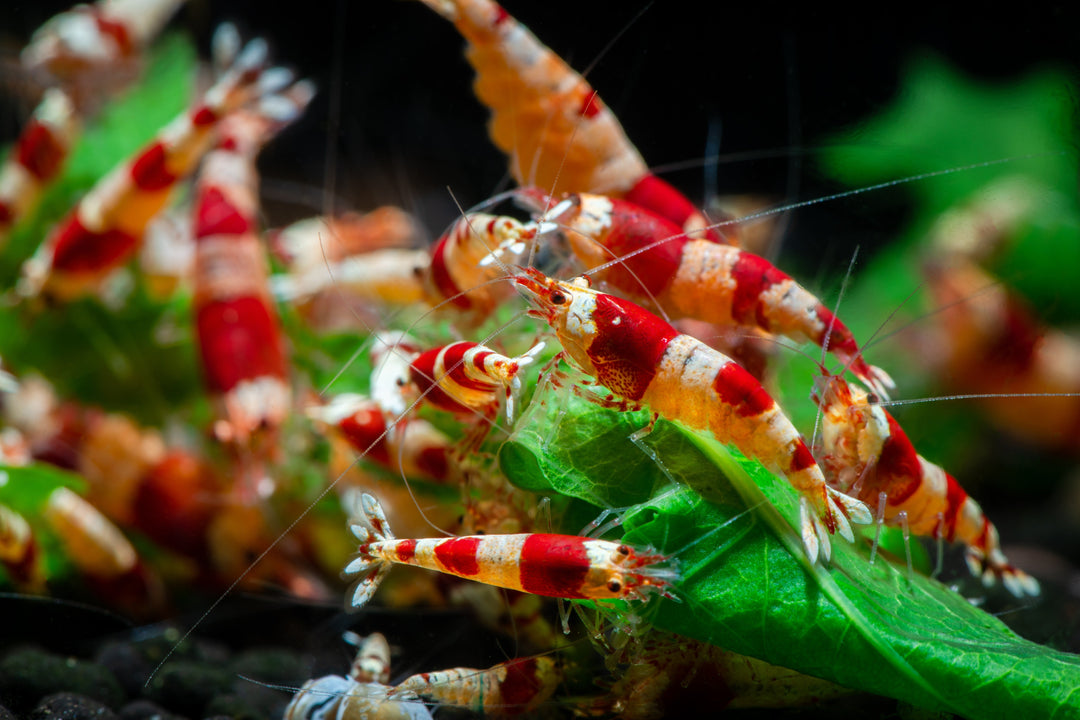crystal red shrimp, red crystal shrimp, crystal red, crystal cherry shrimp, crs shrimp, crystal bee shrimp, shrimp grading, shrimp grades, crystal red shrimp grading, shrimp classification, crystal red shrimp grades, crystal grading