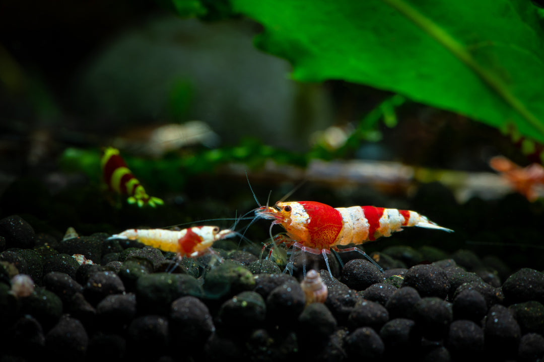 crystal red shrimp on substrate in planted tank