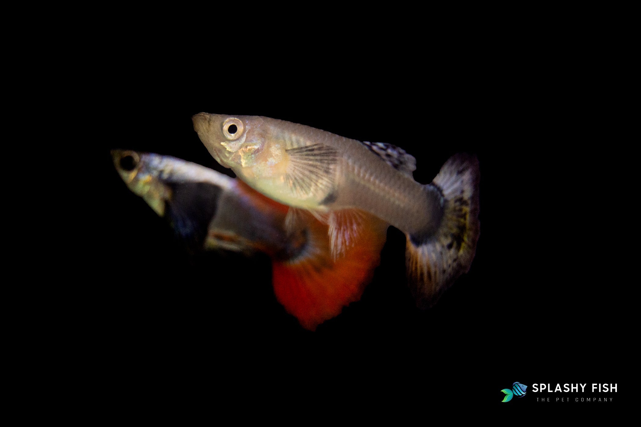 Dumbo Red Tail Guppy Fish