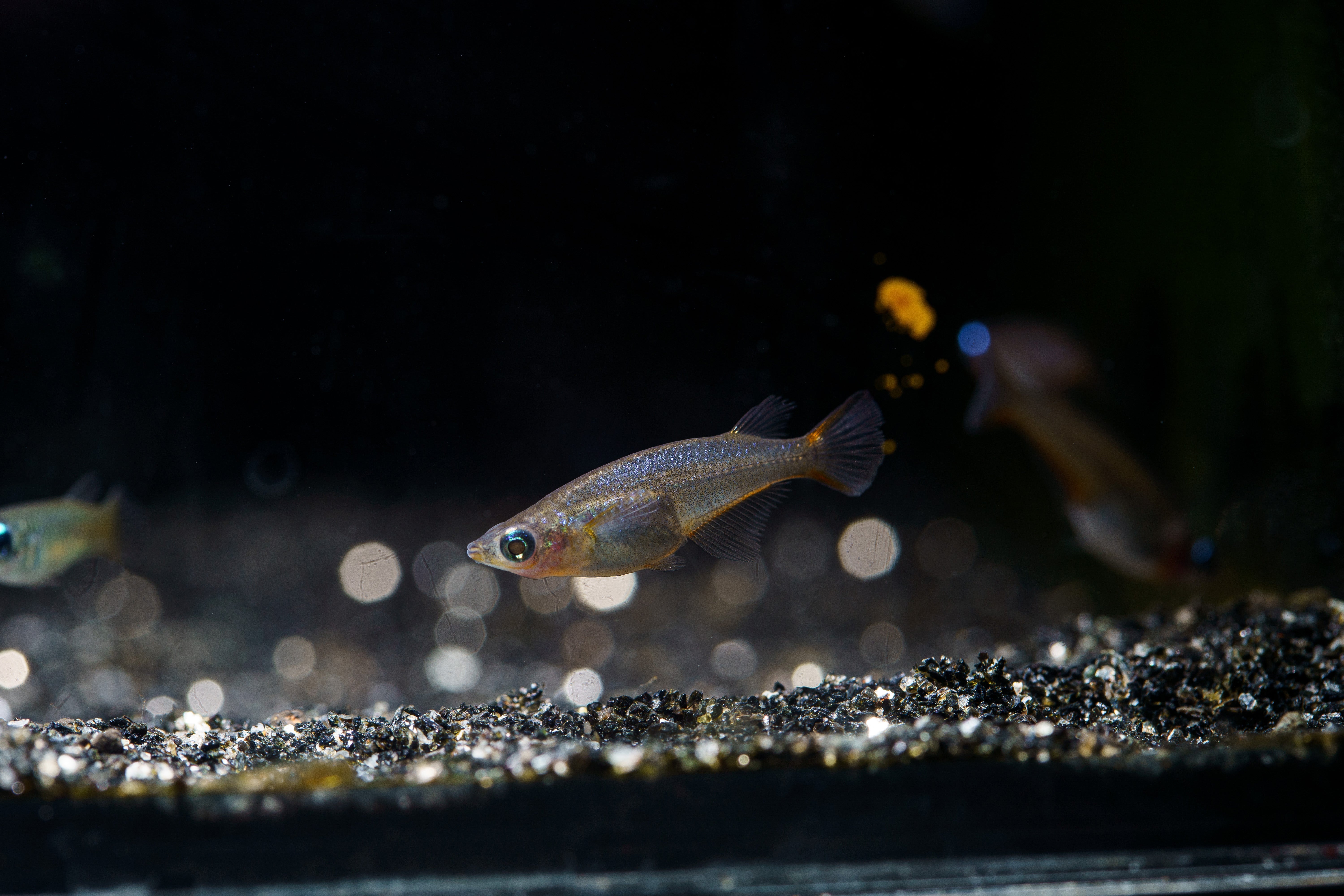 daisy's blue rice fish in fish tank