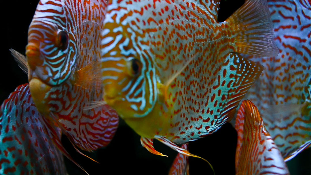 CARE GUIDE FOR YOUR DISCUS FISH | Splashy Fish