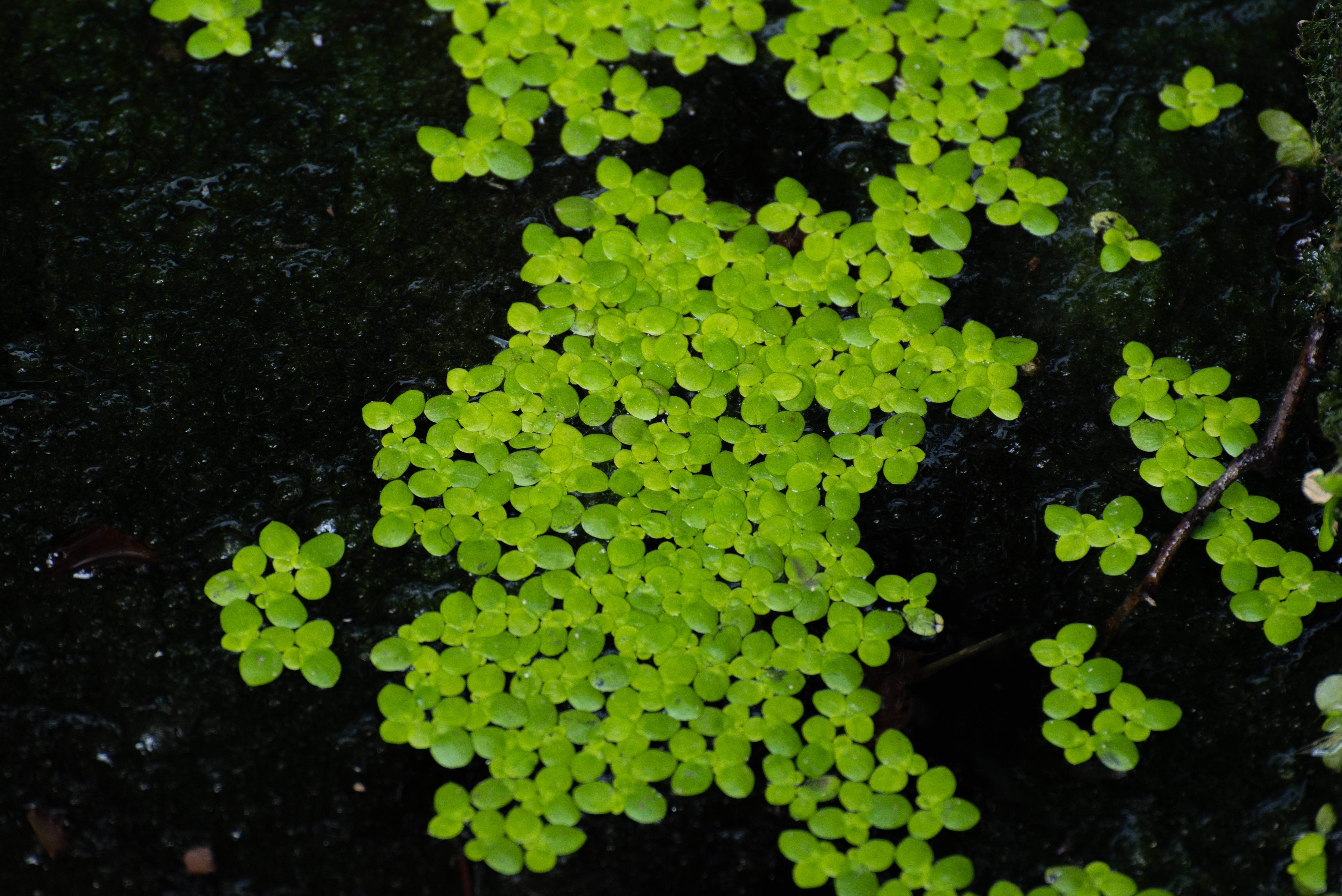 duckweed, duckweed plant, duckweed aquatic plants, duckweed aquarium plant, duckweed for fish tank, everything you need to know about duckweed plant for your fish tank, how to care for duckweed plant, duckweed plant care guide