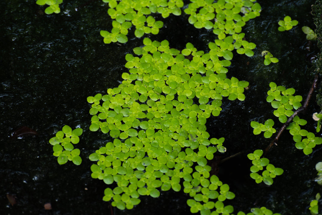 duckweed, duckweed plant, duckweed aquatic plants, duckweed aquarium plant, duckweed for fish tank, everything you need to know about duckweed plant for your fish tank, how to care for duckweed plant, duckweed plant care guide