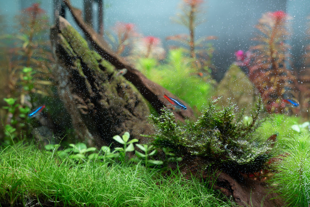 dwarf hairgrass, dwarf hairgrass carpet, hairgrass, dwarf grass aquarium, miniature dwarf hairgrass, dwarf hairgrass care, mini dwarf hairgrass, how to plant dwarf hairgrass, dwarf hairgrass aquarium, hairgrass aquarium, aquarium hairgrass