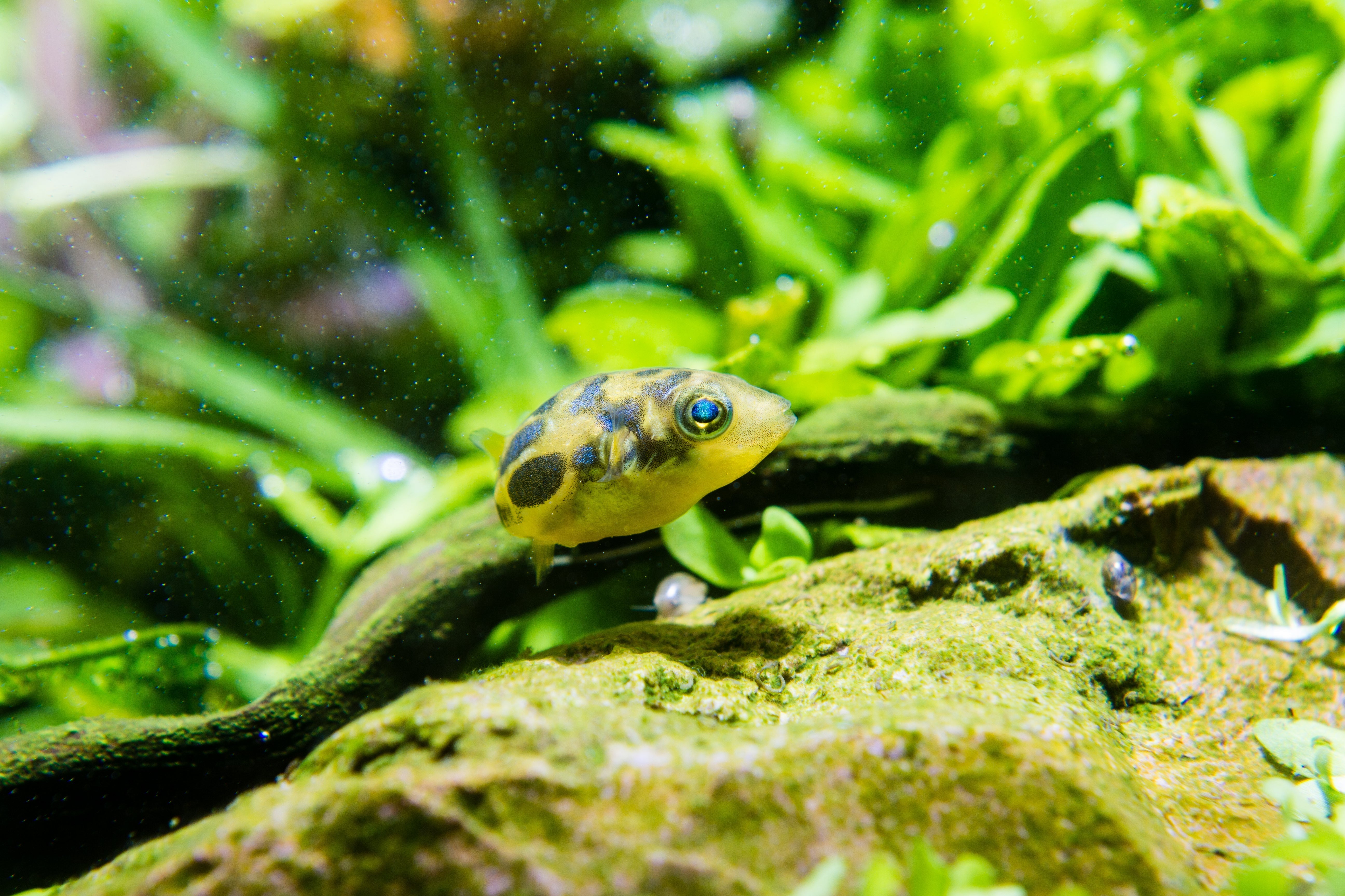 pea puffer, pea puffer fish, dwarf pufferfish, pea puffers, dwarf puffer fish, dwarf pea puffer, pea puffer care, dwarf puffer, indian pea puffer, pea pufferfish, puffer fish aquarium, freshwater pea puffer, indian dwarf puffer
