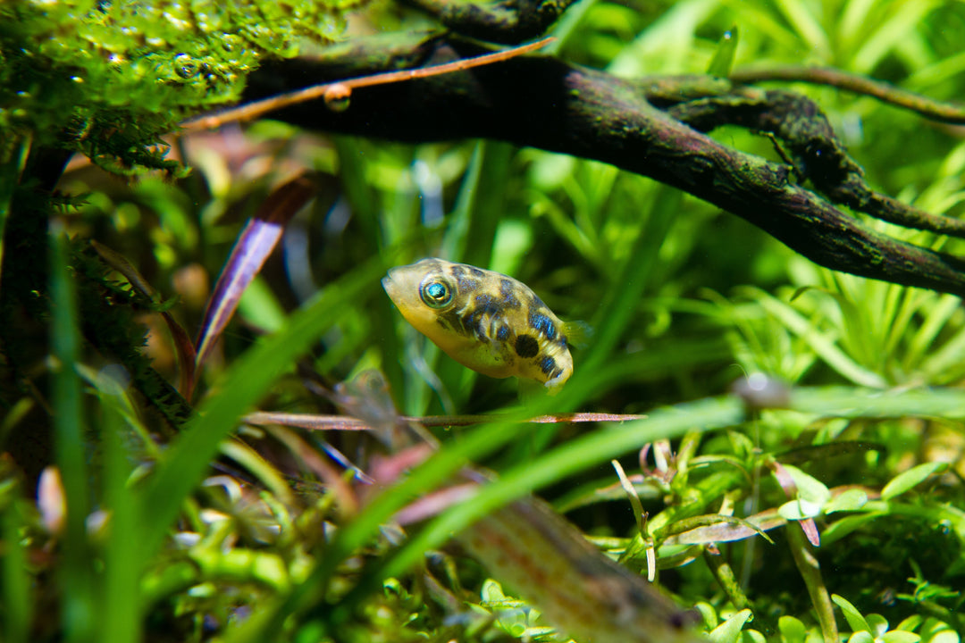 top 7 tank mates for pea puffer fish, pea puffer tank mates, pea puffer fish, pea puffer, pea puffers, india pea puffer, pea puffer tank, freshwater pea puffer