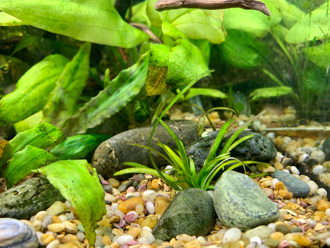 dwarf sagittaria, dwarf sag, sagittaria subulata, dwarf sagittaria carpet, sagittaria, dwarf sagittaria subulata, dwarf sagittaria aquarium plant, dwarf saggitaria, dwarf sagittaria care, sagittaria subulata care, how to plant dwarf sagittaria