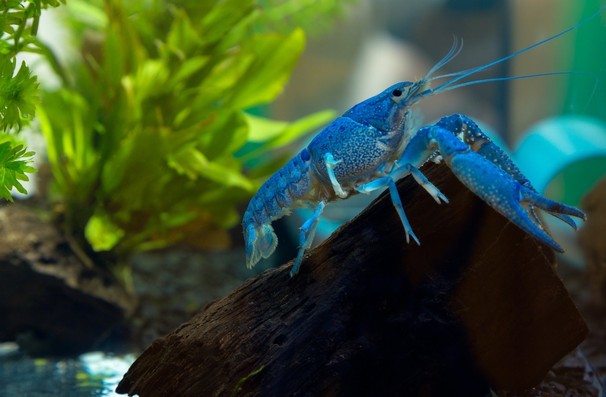 How to Set Up A Freshwater Crayfish Tank, Live Freshwater Crayfish, Blue Electric Crayfish