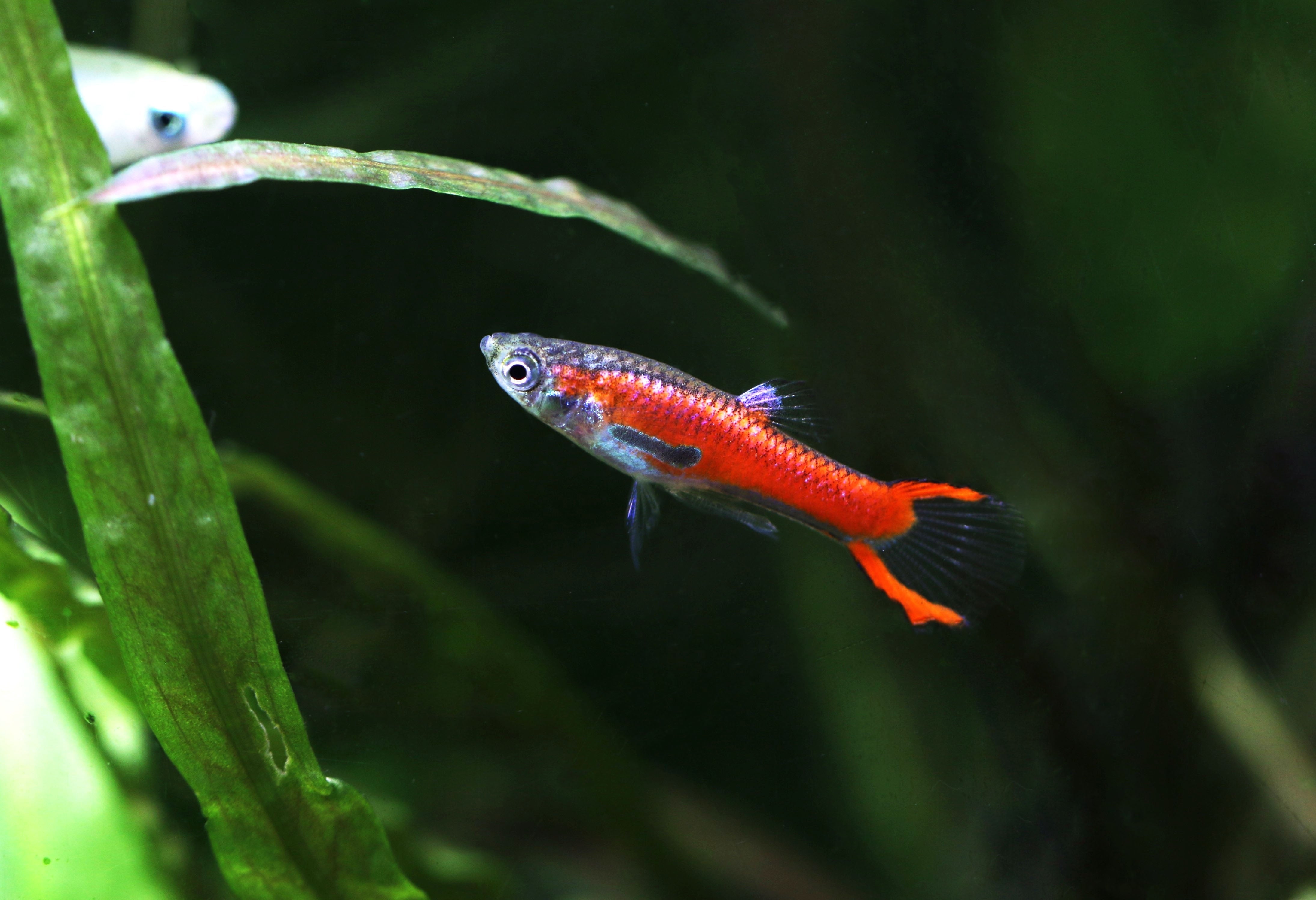 Splishy Fish Why Many Livebearers Feel “Weaker” Today? – Splashy Fish