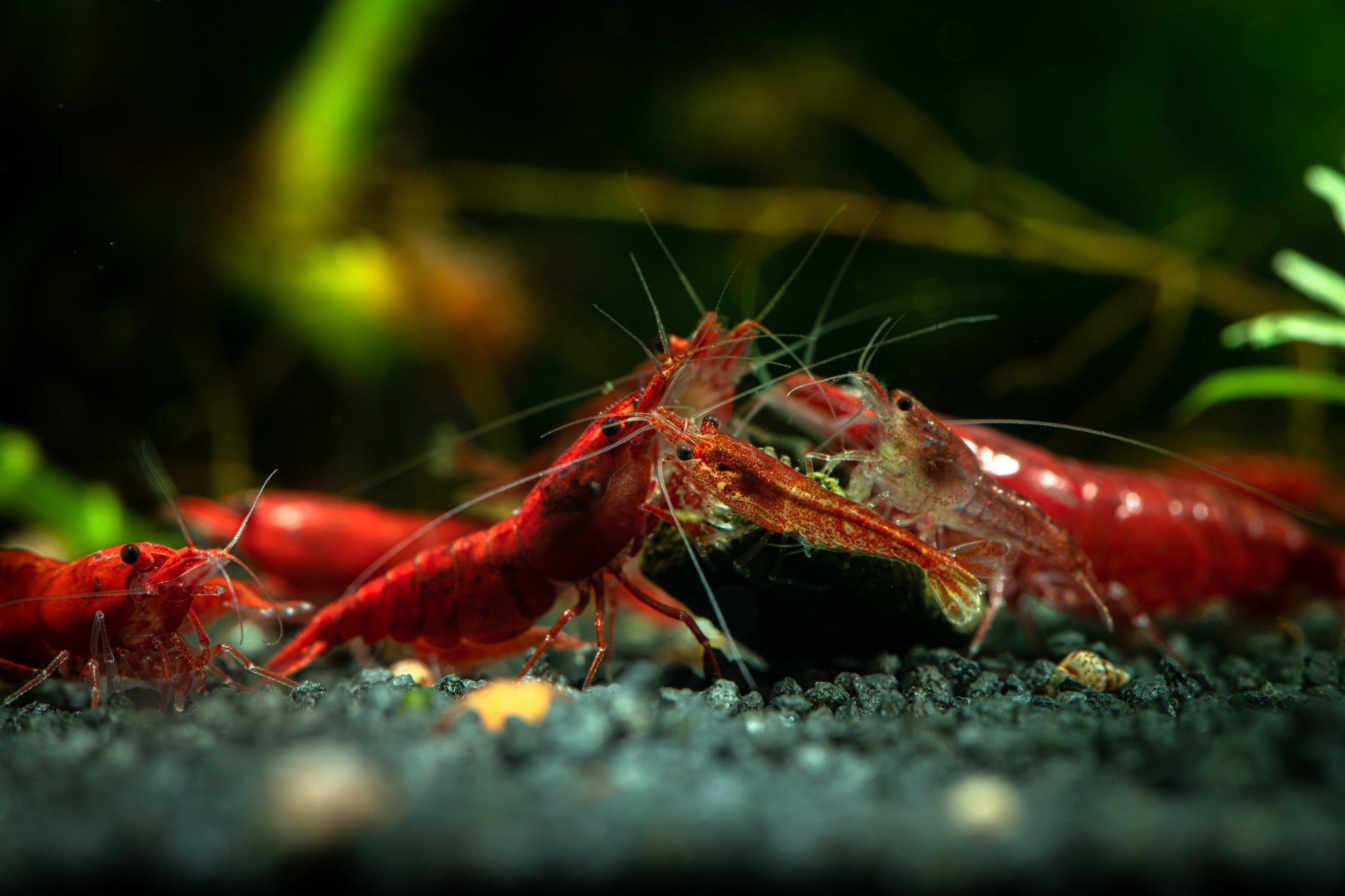 Fire Red Cherry Shrimp, Neocaridina Shrimp, Colorful Neocaridina Shrimp, Freshwater Shrimp in Aquarium, Shrimp Tank