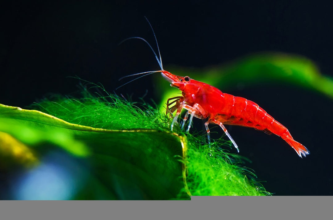 Red Cherry Shrimp, red cherry shrimp tank, tank mates for red cherry shrimp tank, red cherry shrimp tank mates, red cherry neocaridina shrimp, top 5 tank mates for red cherry shrimp tank