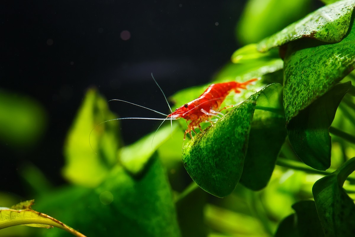 how to acclimate your new neocaridina shrimp, step to acclimate neocaridina shrimp, neocaridina shrimp acclimation, neocaridina freshwater shrimp in aquarium, neocaridina shrimp for aquarium tank