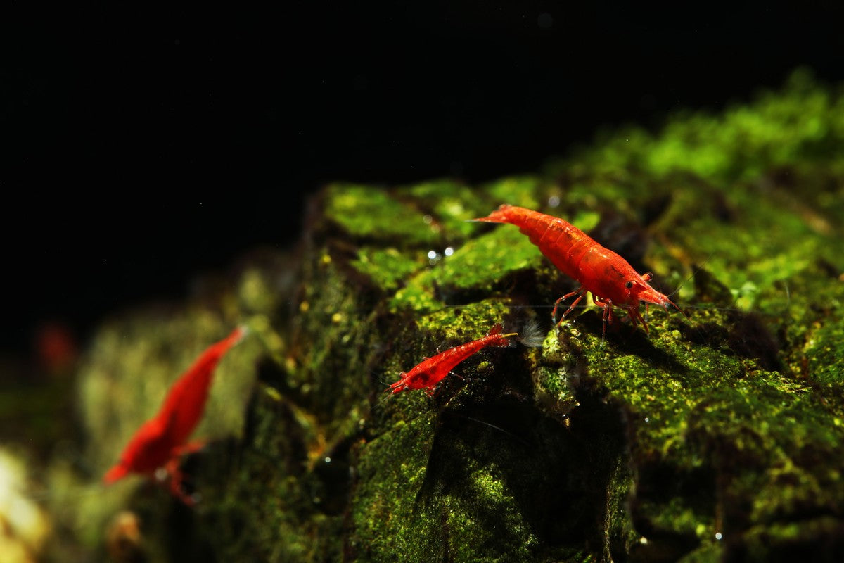 fire red shrimp vs red cherry shrimp, differences between fire red shrimp and red cherry shrimp, fire red neocaridina shrimp, red cherry neocaridina shrimp, red freshwater shrimp, red shrimp in planted tank, red shrimp for aquarium