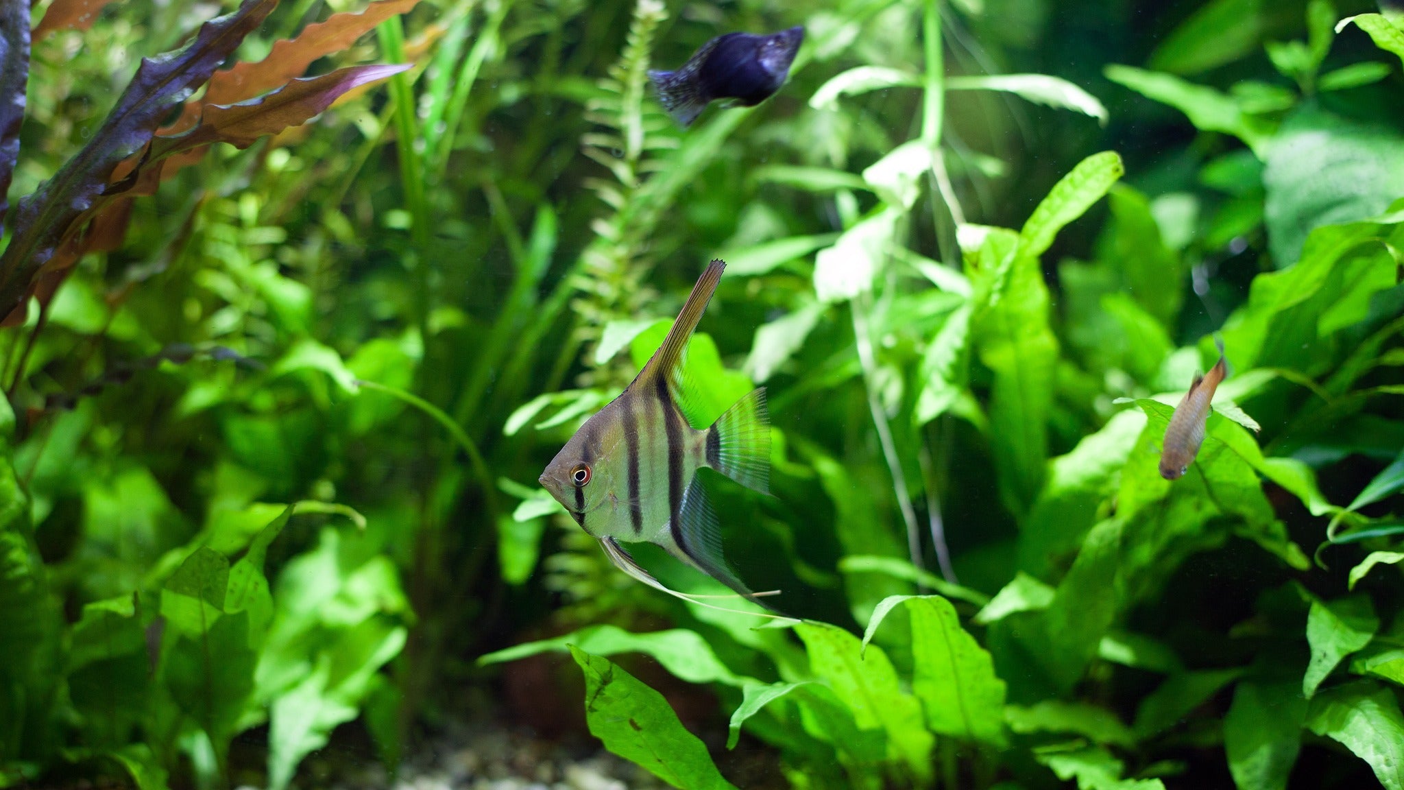 Planted Tank, Planted Aquarium, Freshwater Fish Tank, Aquarium Plants Fertilizer