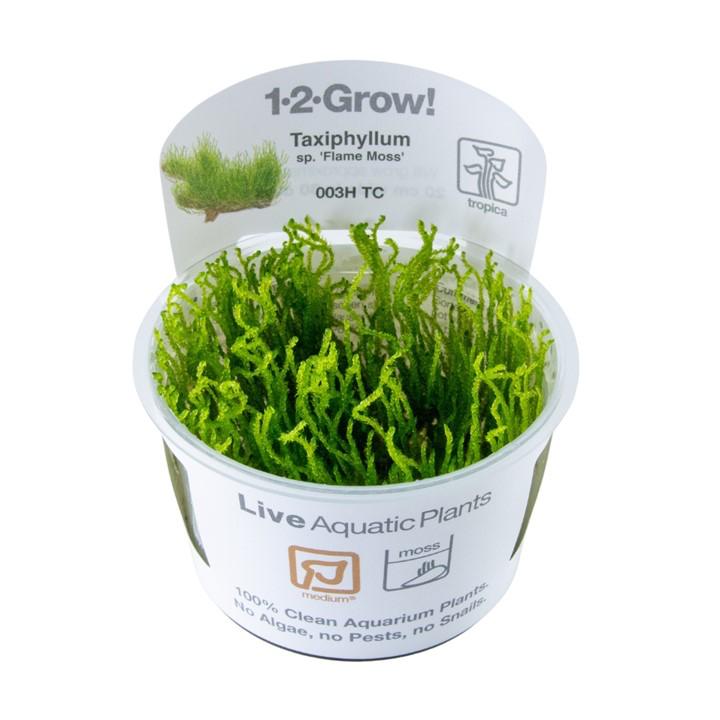 Tissue Culture Plant, Tropica Tissue Culture Plant, Tissue Culture Plant Care
