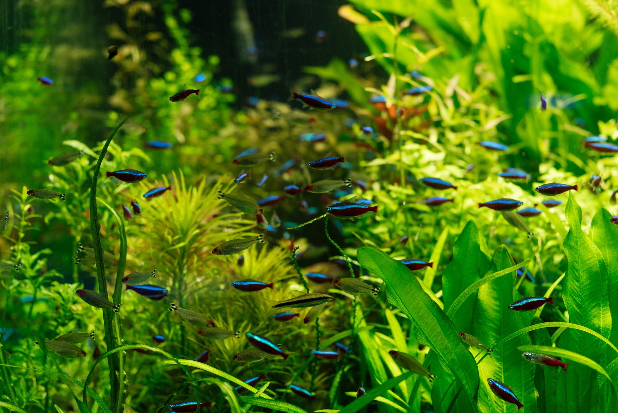 Freshwater Fish in Planted Aquarium, Algae Eating Fish, Aquarium Tank, Fish Tank