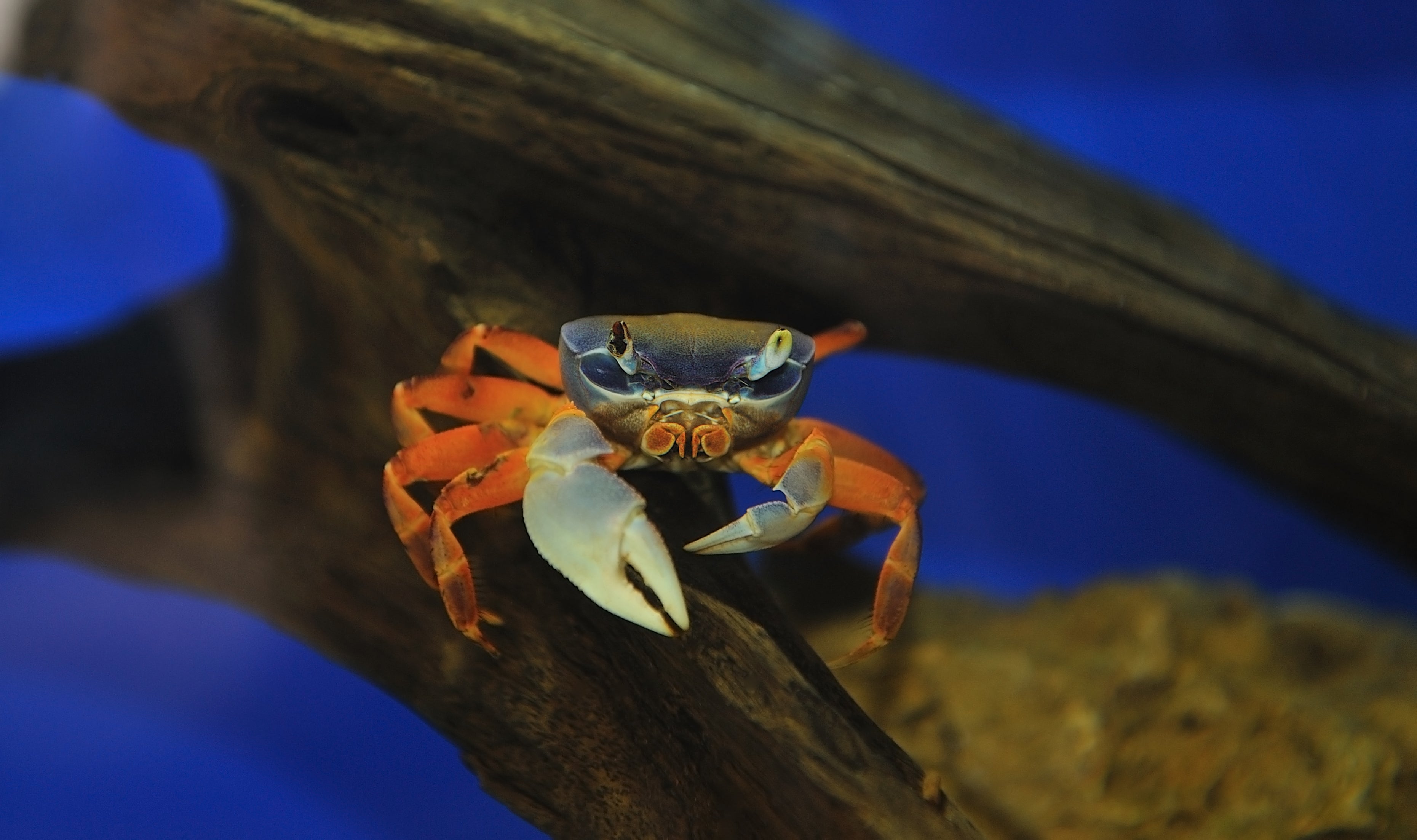 freshwater crabs, pet crab, crab fish, freshwater crab, pet crabs, live crabs, live crab, fresh water crabs, small crabs, small crab, crab tank, fresh water crab, fully aquatic freshwater crabs, freshwater crab species