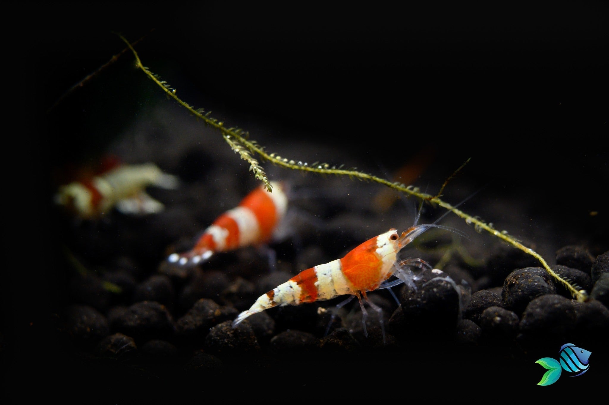 Are Freshwater Shrimps Really Easy to Care for?, How to Care for Freshwater Shrimp, freshwater shrimp, shrimp tank, aquarium shrimp, pet shrimp, shrimp aquarium, shrimp live, freshwater shrimp aquarium, freshwater aquarium shrimp, shrimp for aquarium