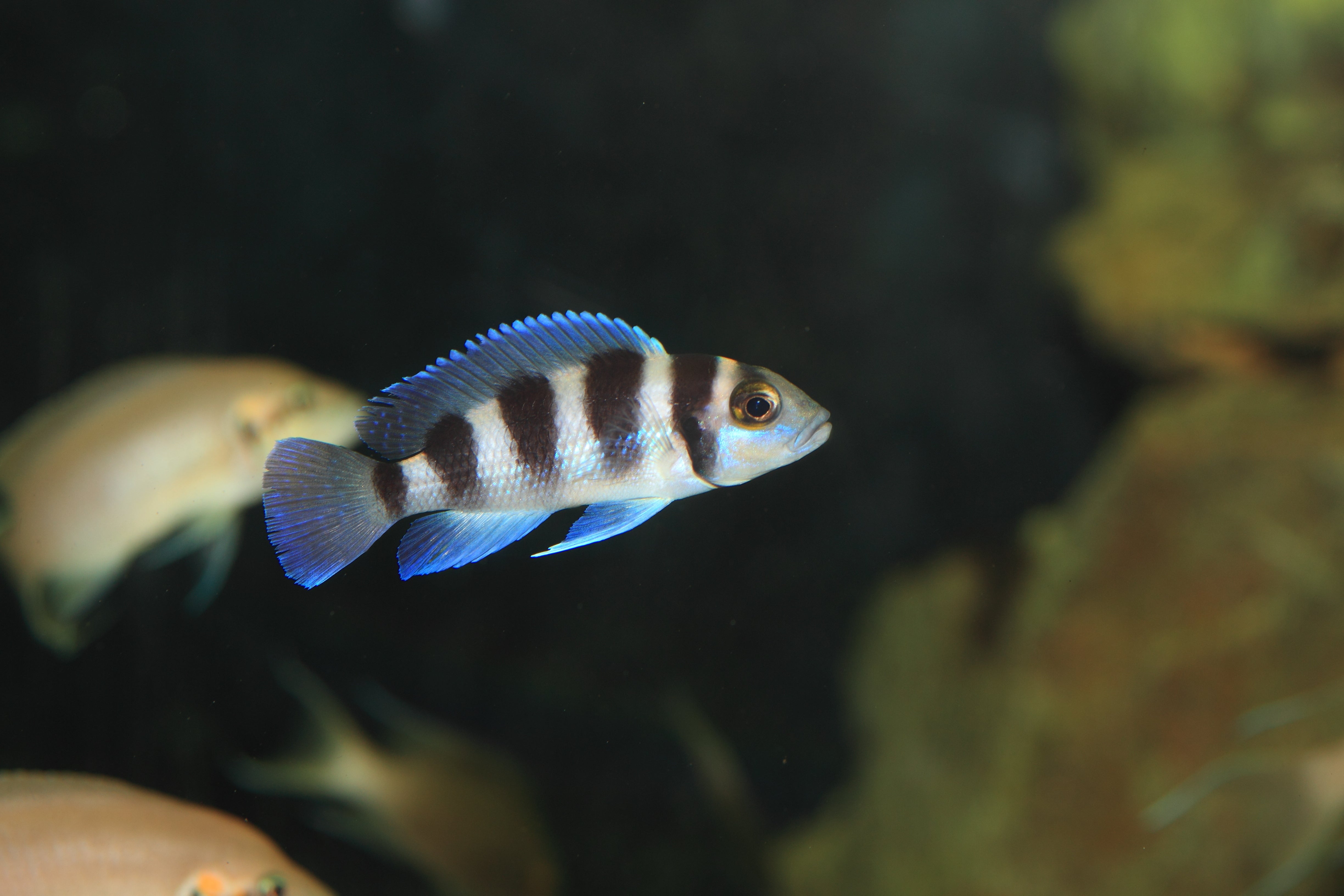 Frontosa Cichlid Tank Mates Frontosa Cichlids: The Complete Guide To