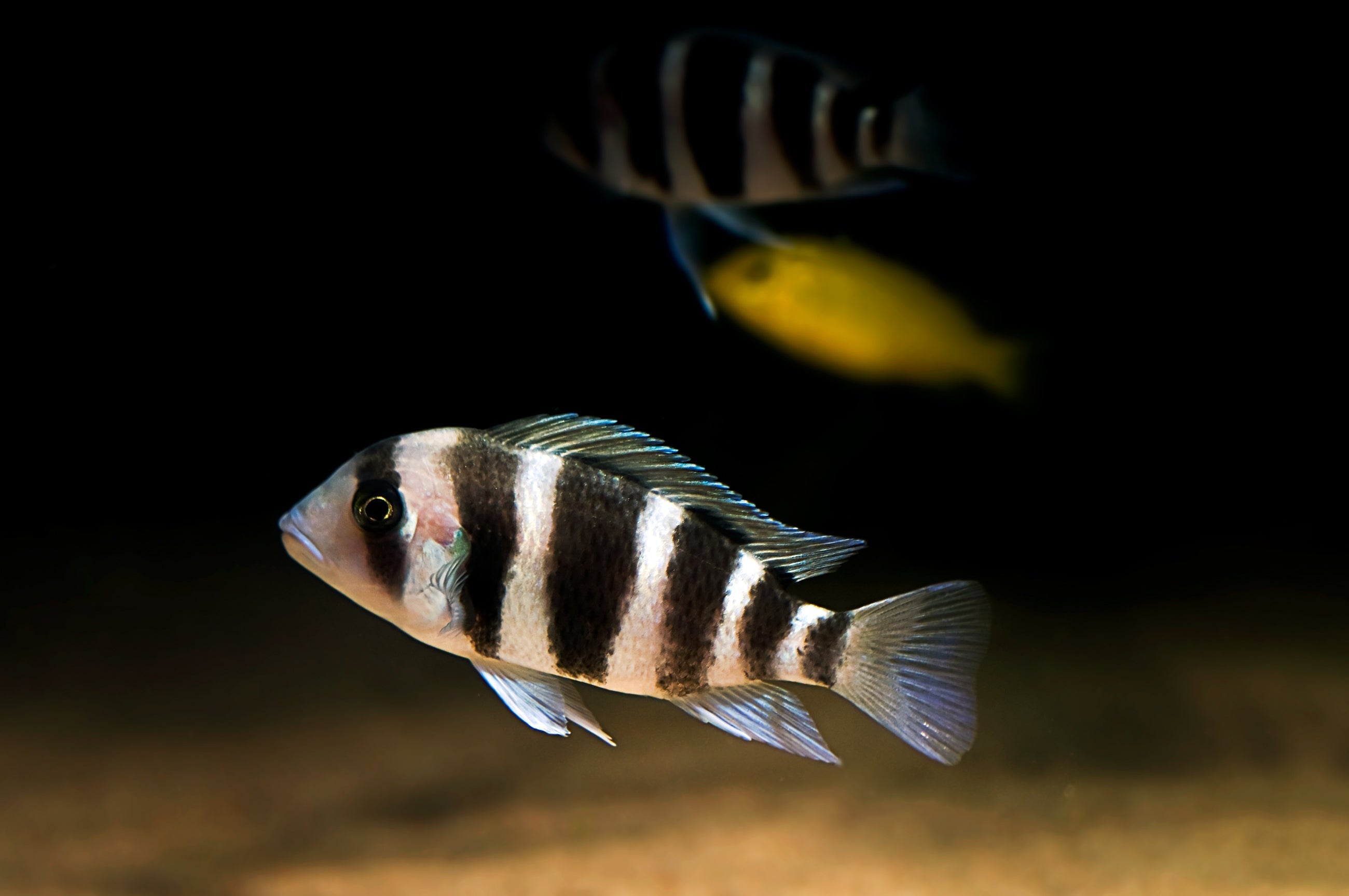 cichlids, cichlid, cichlid fish, types of cichlids, cichlids fish, cichlid fish types, cichild, freshwater cichlids, cichlid species, aquarium cichlid fish