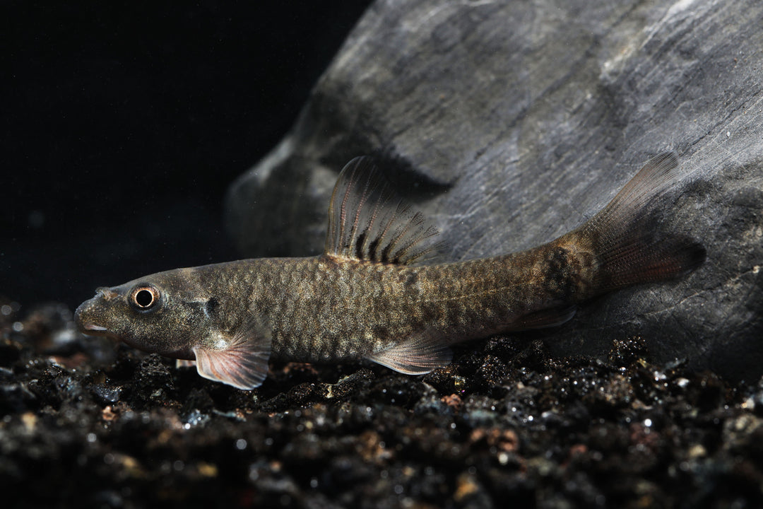 Doctor Fish (Garra Rufa) on substrate in planted aquarium