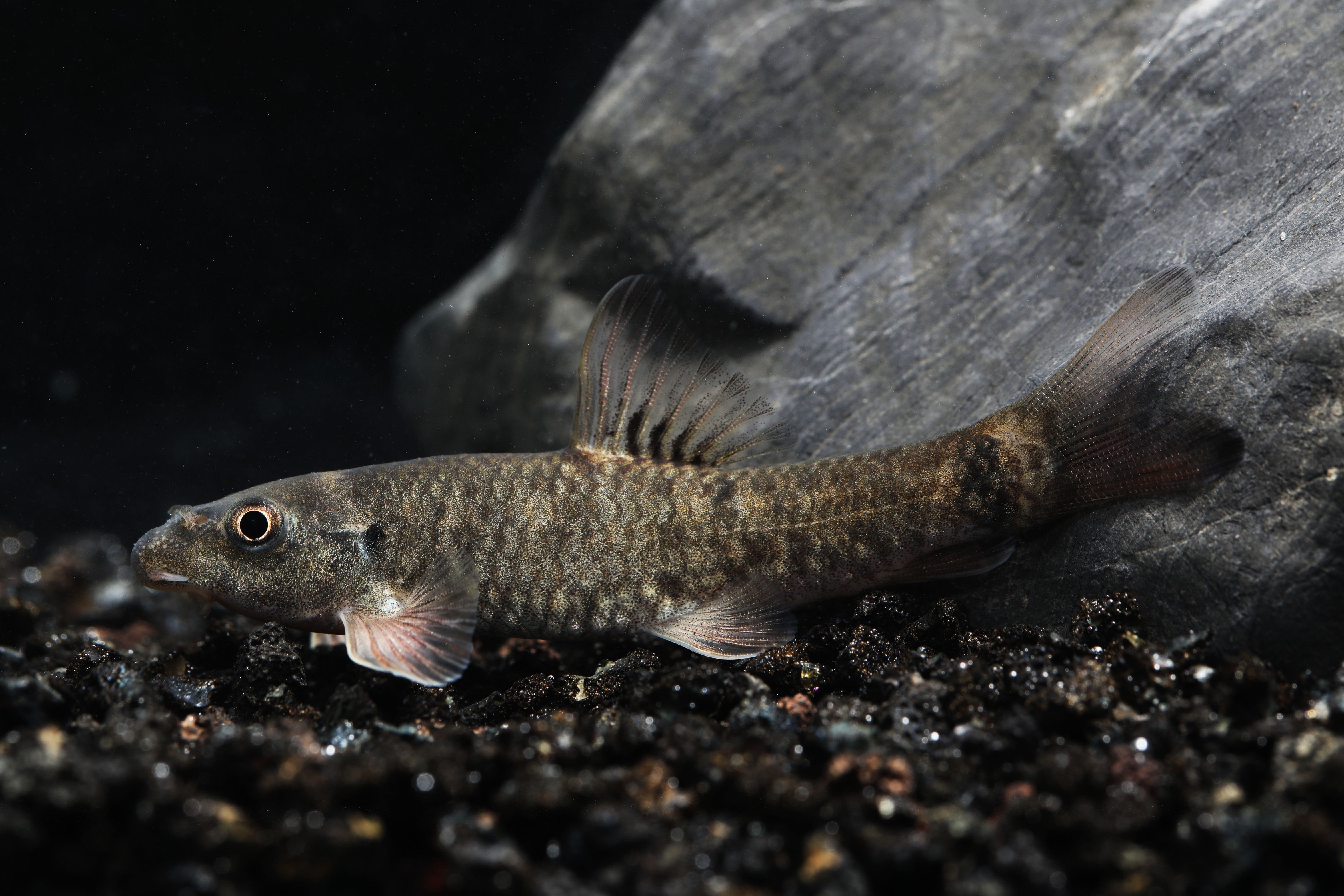 Doctor Fish (Garra Rufa) on substrate in planted aquarium