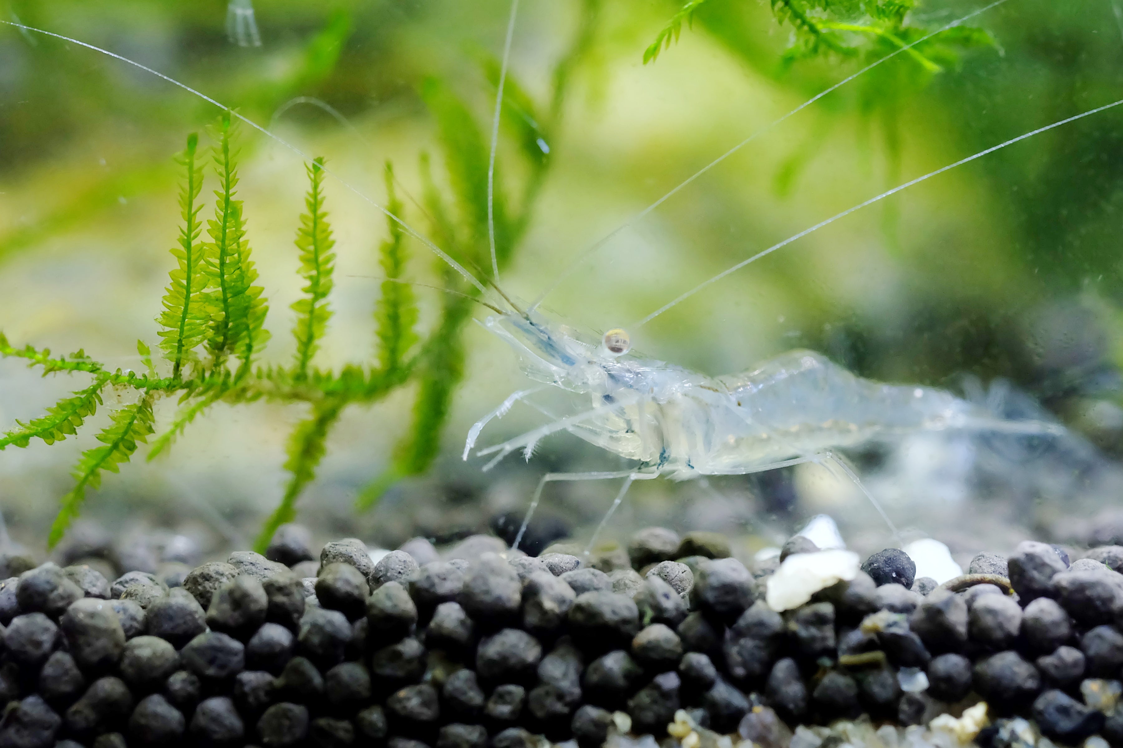ghost shrimp on substrate in planted aquarium