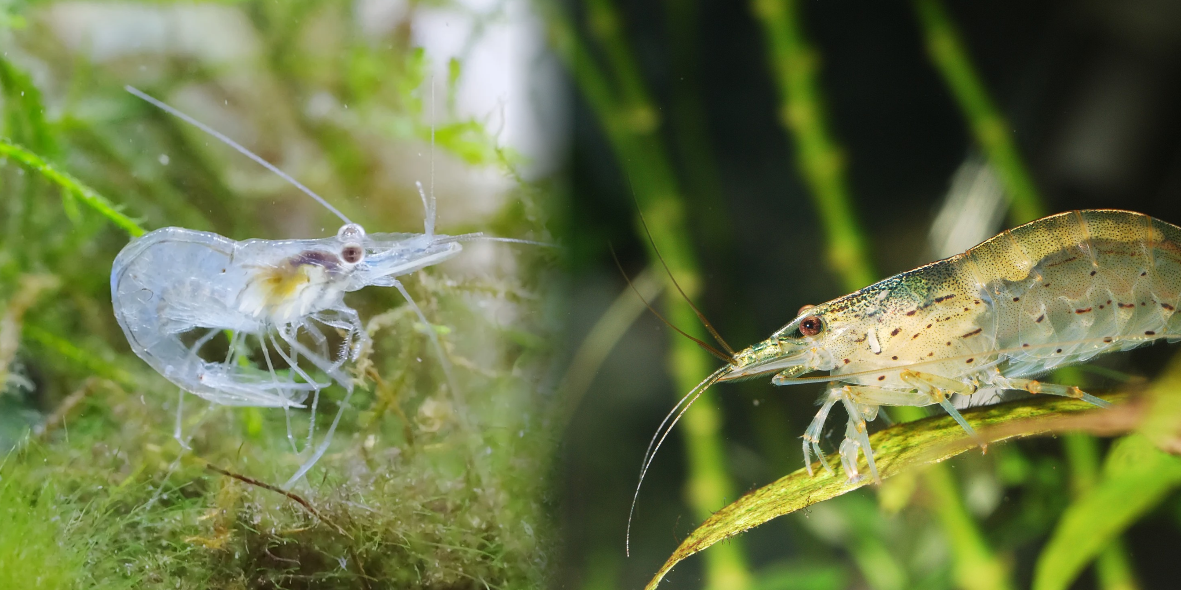 amano shrimp vs ghost shrimp, ghost shrimp vs amano shrimp, amano vs ghost shrimp, glass shrimp vs ghost shrimp, ghost shrimp vs amano, ghost vs amano shrimp