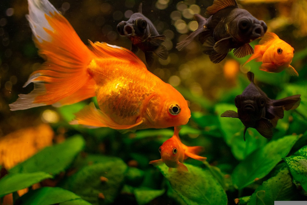 goldfish, gold fish, goldfish aquarium, goldfish tank setup, plant for goldfish tank, goldfish planted tank, goldfish in planted tank, aquarium plants for goldfish