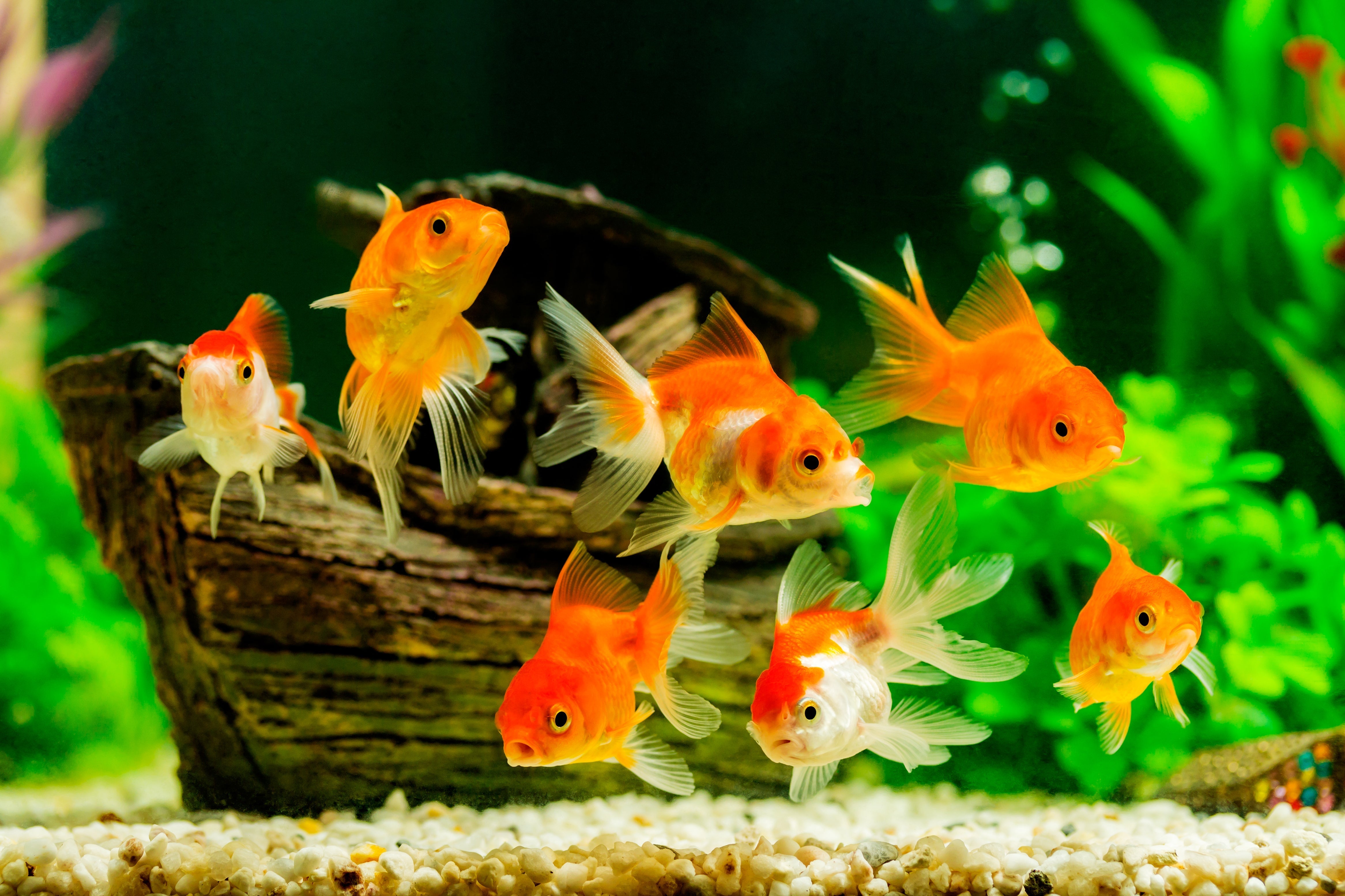 fancy goldfish, types of goldfish, goldfish types, fancy fish, fancy goldfish tank size, fancy tail goldfish lifespan, fancy goldfish tank, fancy goldfish temperature, fancy goldfish care, fancy goldfish size