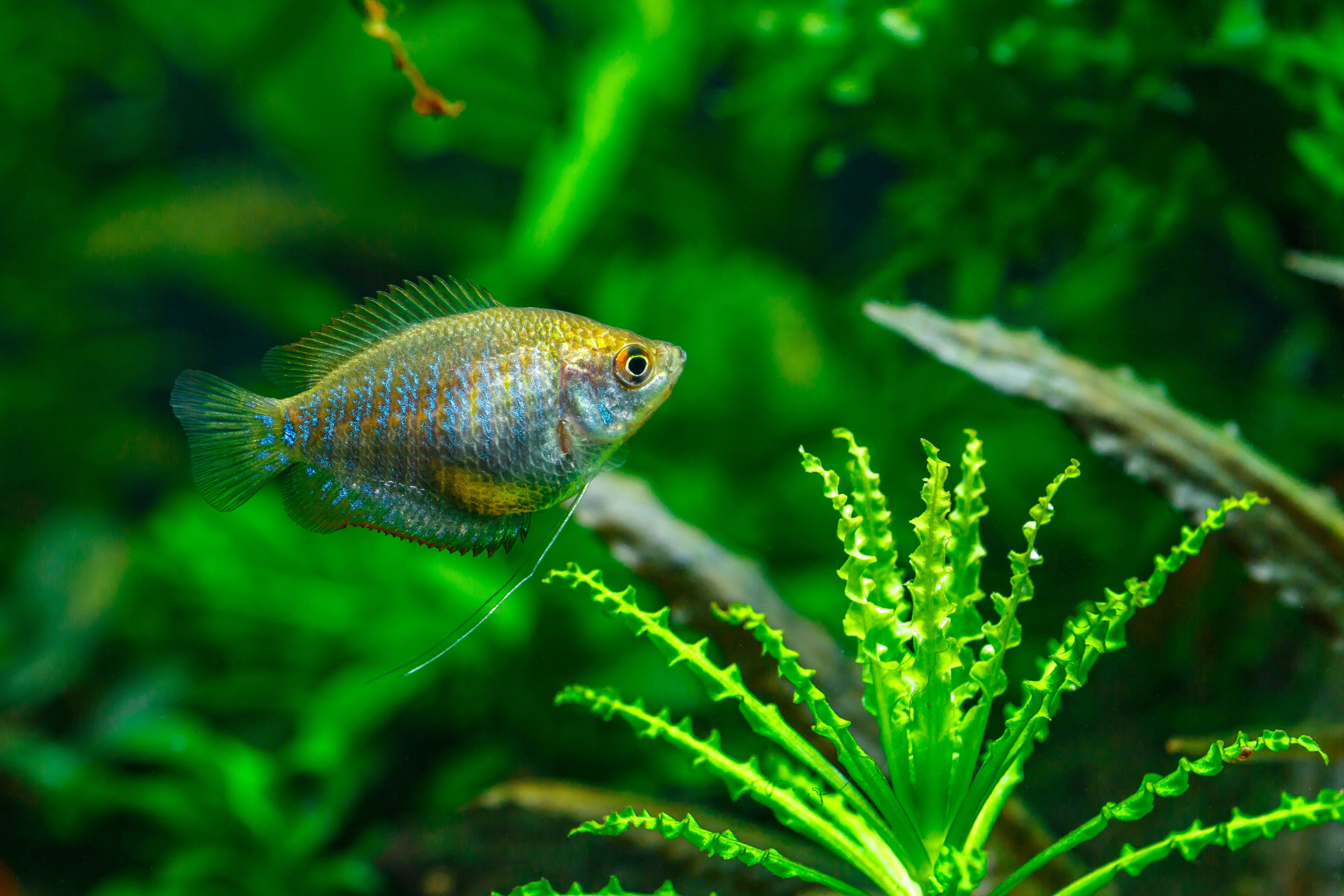 Gourami fish in planted aquarium, Gouramis Care Guide, How to Care for Gourami Fish, Gourami freshwater fish