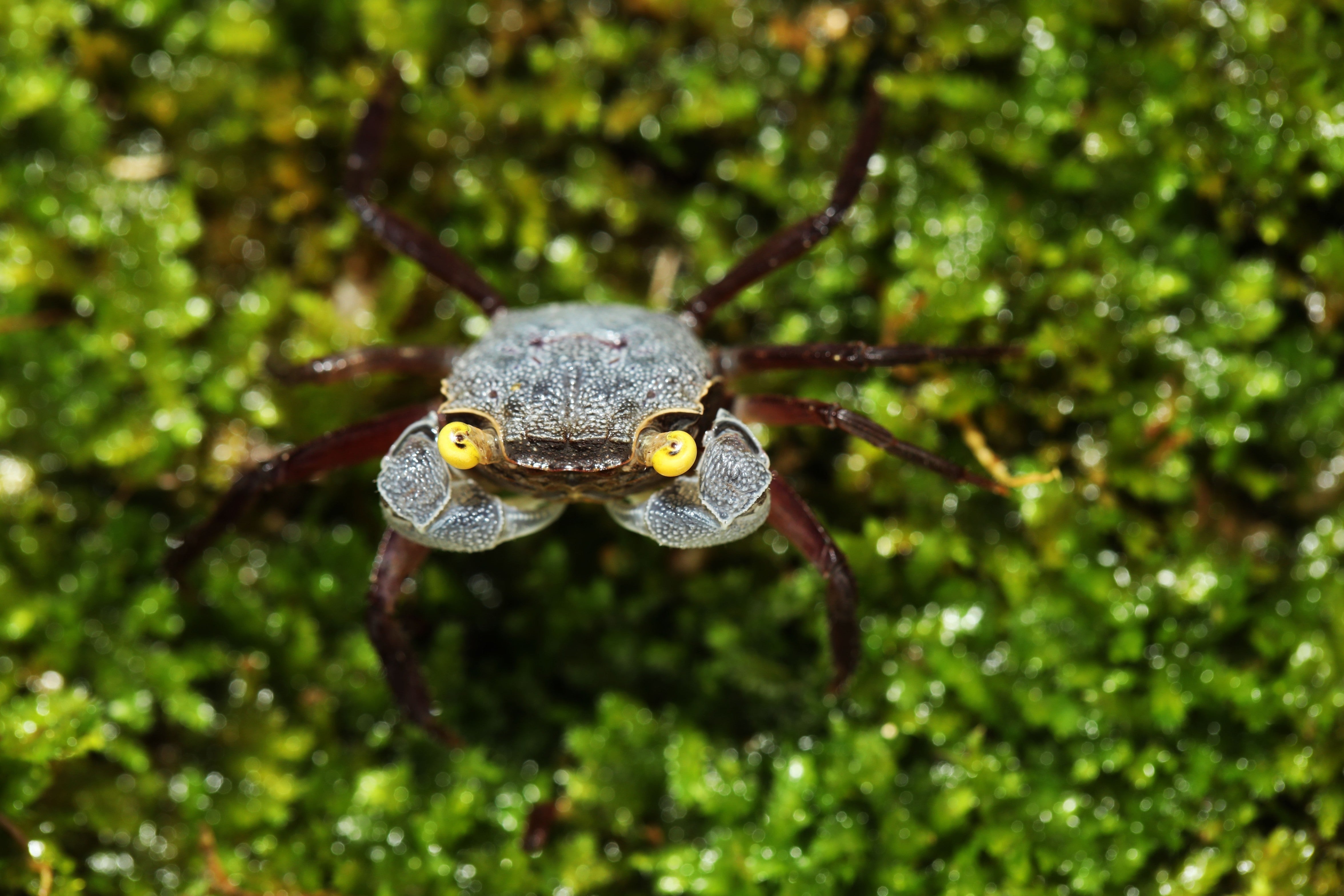 vampire crab, vampire crabs, purple vampire crab, vampire crab care, vampire crab tank, geosesarma, vampire crabs care, vampire crab pet, vampire crab care guide, freshwater vampire crab