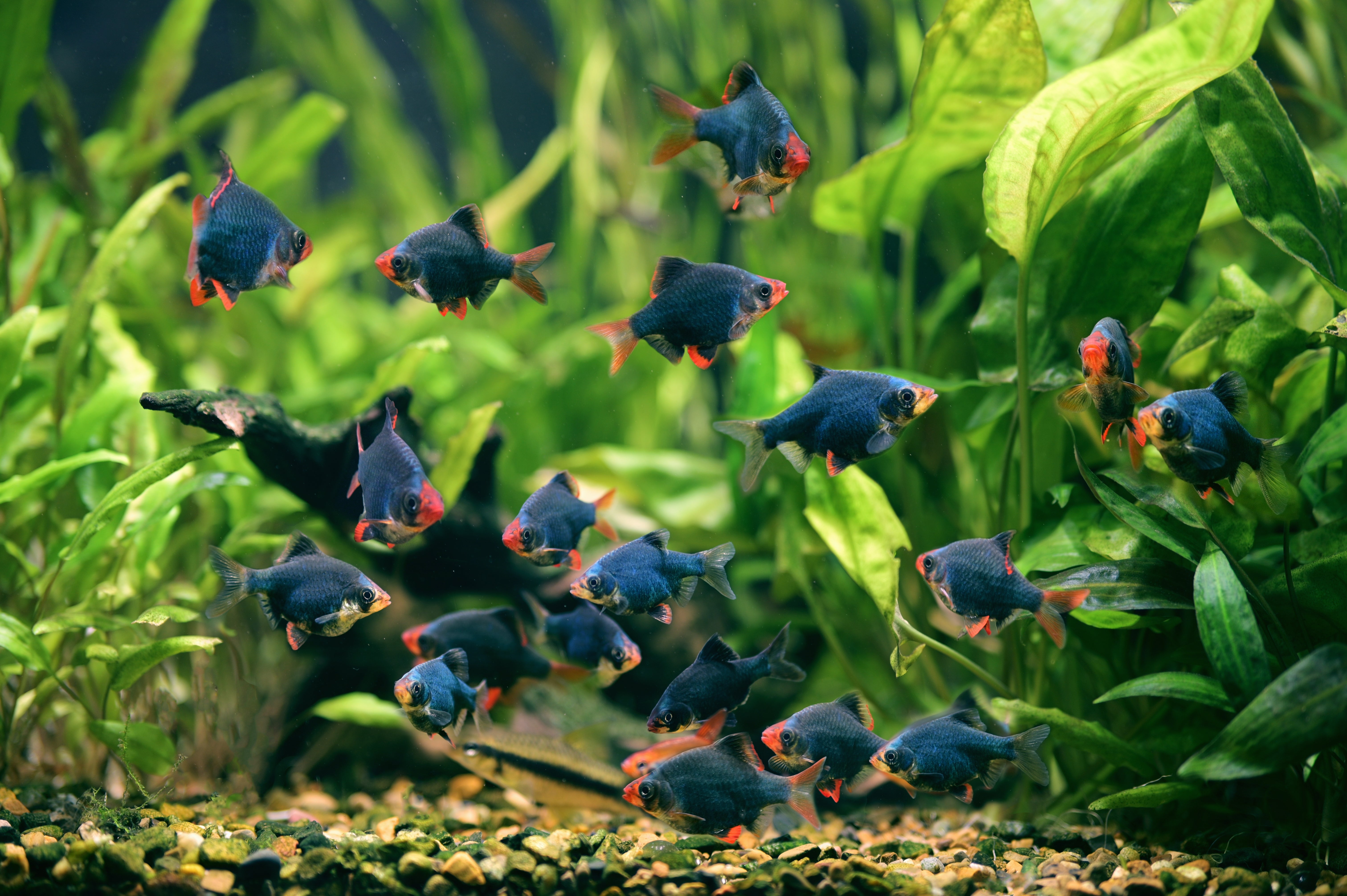 Ultimate Care Guide for Barb Fish – Splashy Fish