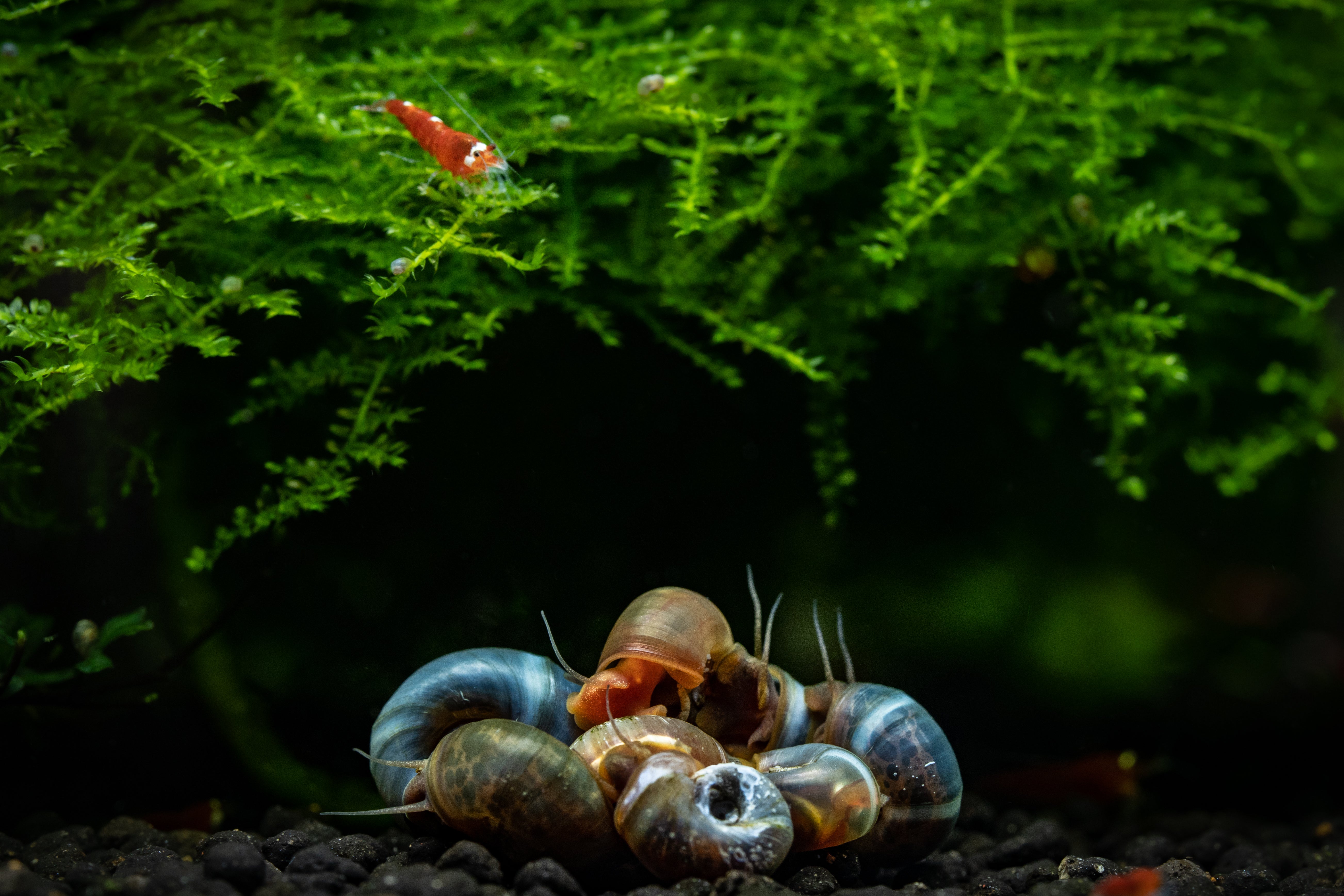 snails, freshwater snails, aquarium snails, aquatic snails, freshwater snail, fresh water snails, types of aquarium snails, aquarium snail, snail aquarium, freshwater aquarium snails, types of freshwater snails, top 10 helpful snails