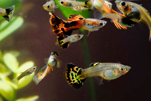 How to Tell The Differences Between Female and Male Guppy, Fancy Guppies Fish, Guppy Fish in Aquarium