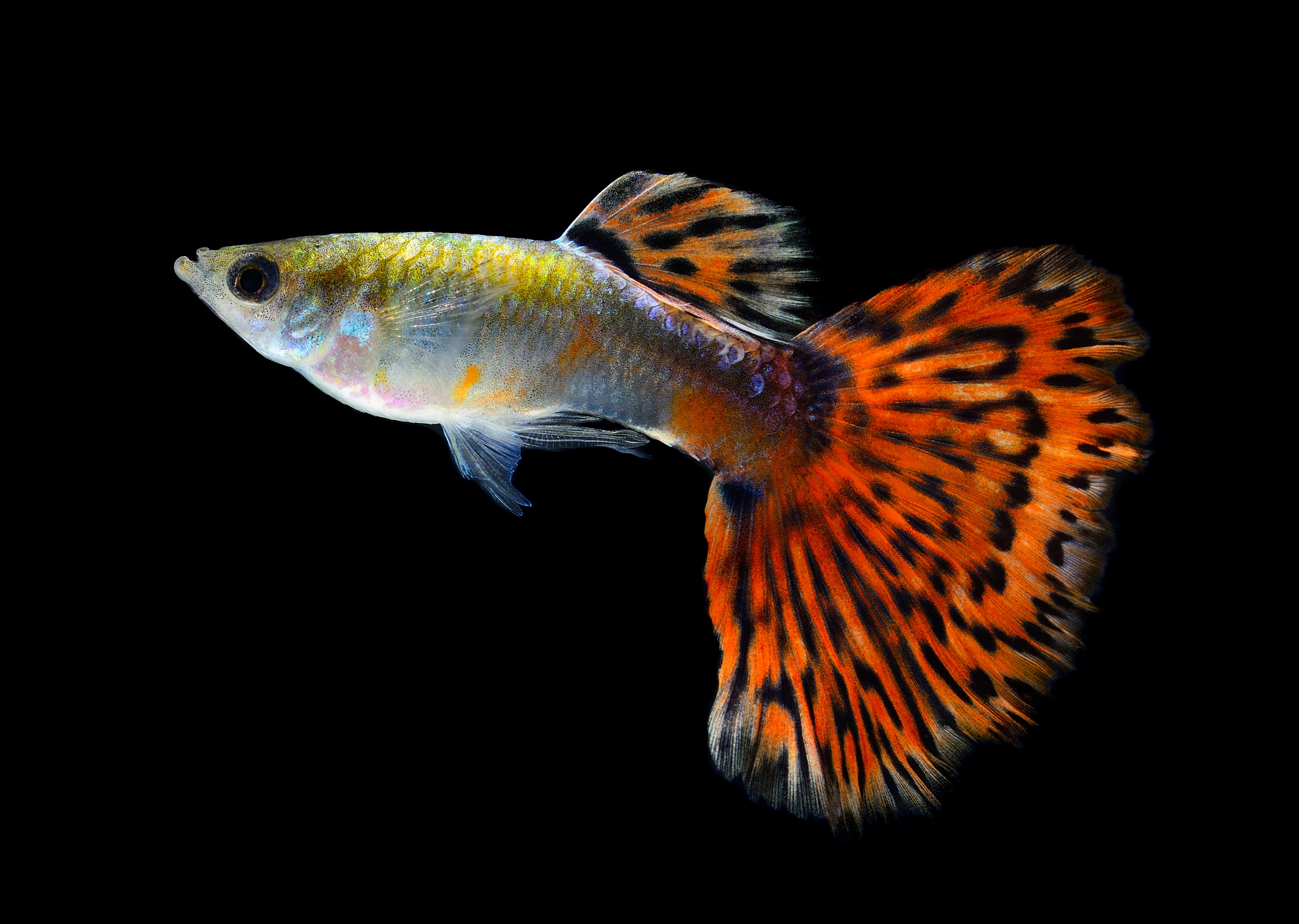 The Guppy Fish Diet: Feeding Tips & Best Foods for Health