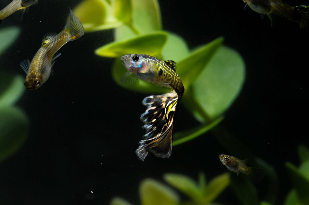 types of guppy fish, guppy fish types, guppy fish varieties, guppy fish species, fancy guppy fish, guppy fish in aquarium tank, top 10 common types of guppy fish to enhance your home aquarium, guppy fish in fish tank