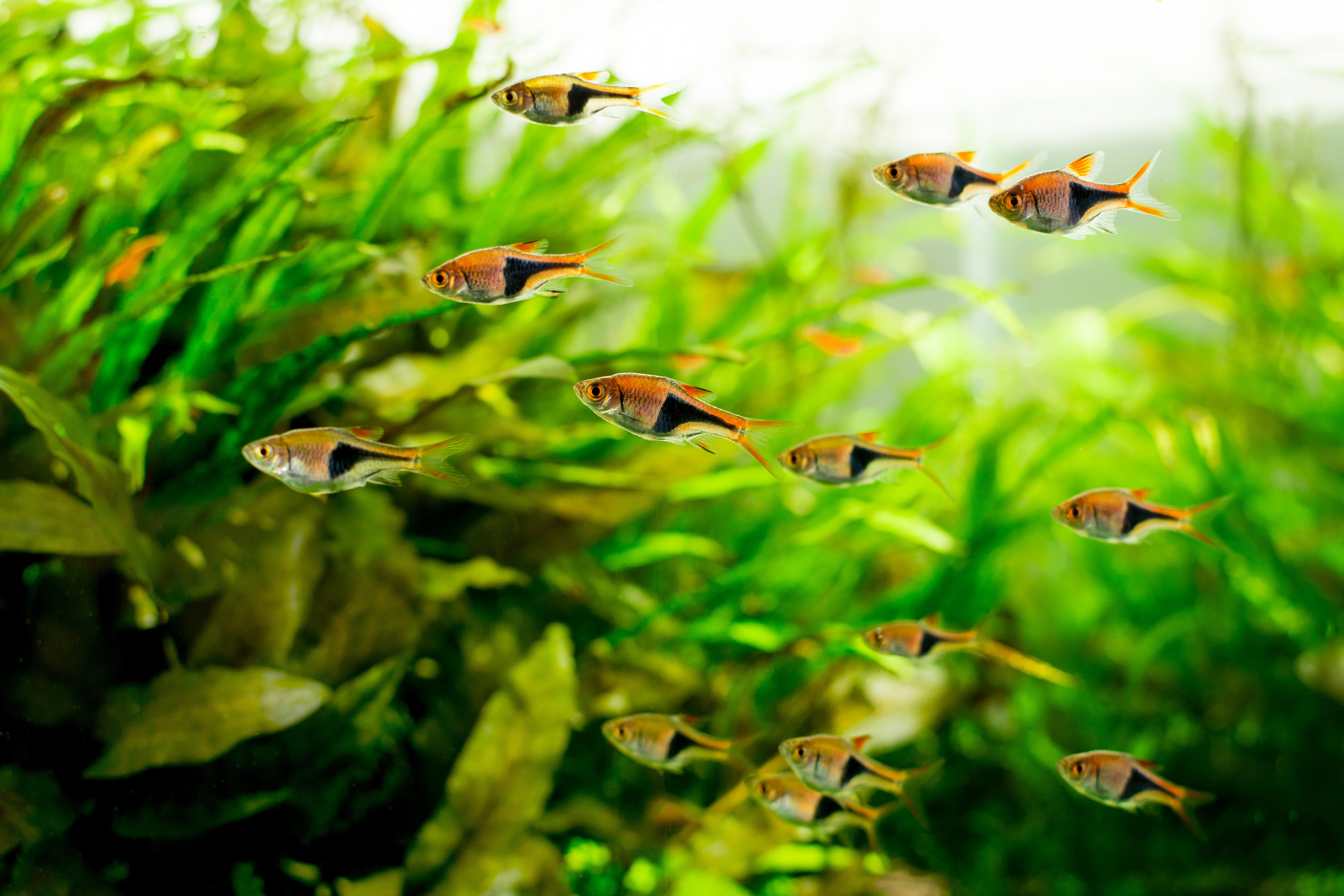 Harlequin Rasbora Fish, Top 10 Most Common Rasbora Types for Your Home Aquarium, species of Rasbora, Rasboras types, Harlequin Rasboras in aquarium tank