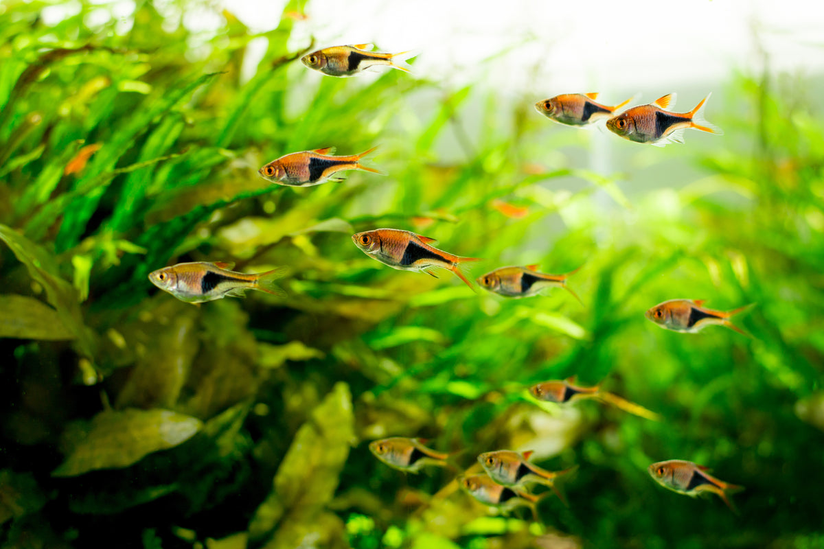 All Rasbora Top 10 Most Common Rasbora Types for Your Home Aquarium – Splashy Fish