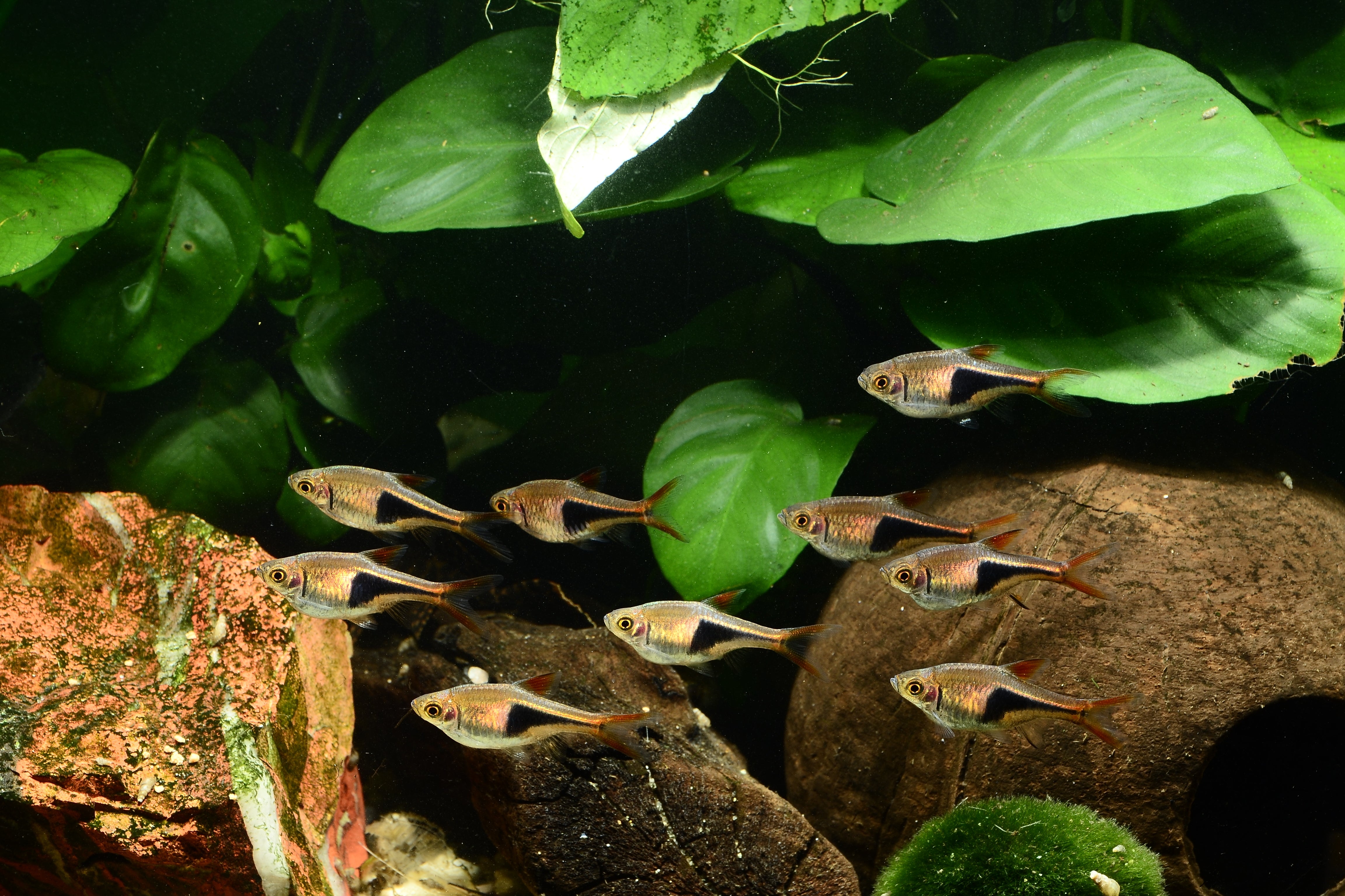 School of Harlequin Rasbora, Harlequin Rasbora in Aquarium