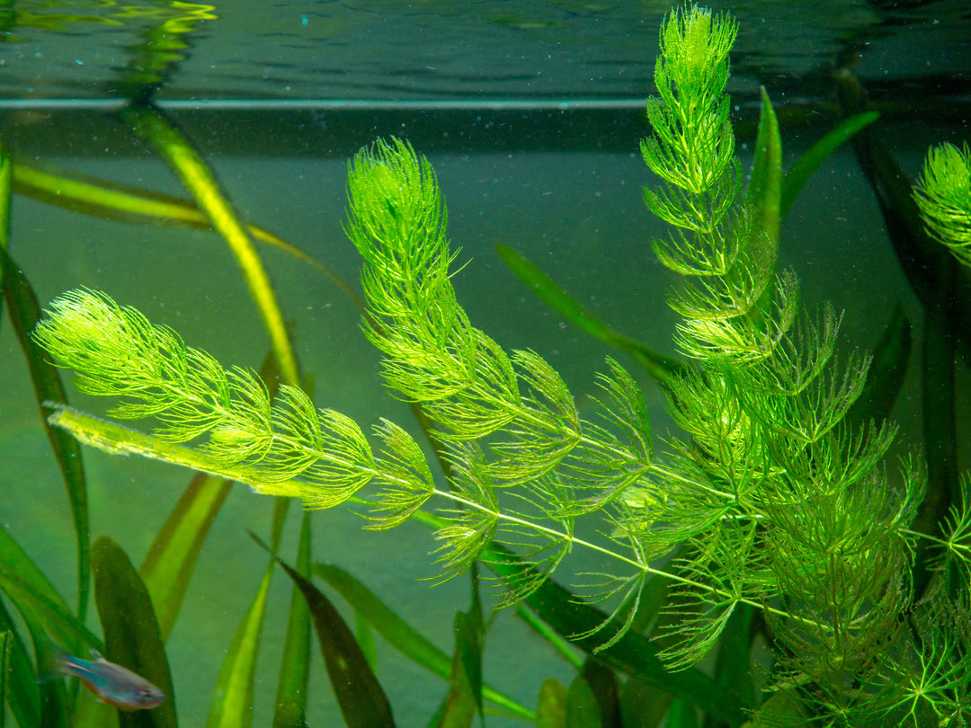 hornwort, hornworts, hornwort plant, ceratophyllum demersum, hornwort care, hornwort aquarium, hornwort in aquarium, hornwort aquarium plant, hornwort floating, hornwort aquatic plant, ultimate care guide for hornwort plant